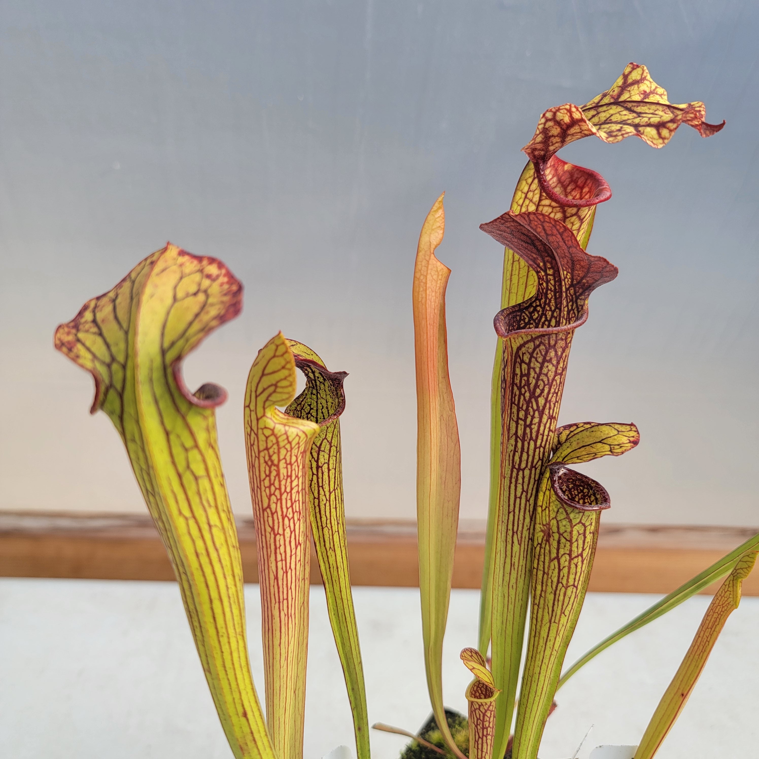 Sarracenia 'Mega Mouth' x 'Adrian Slack' (Seed Grown)