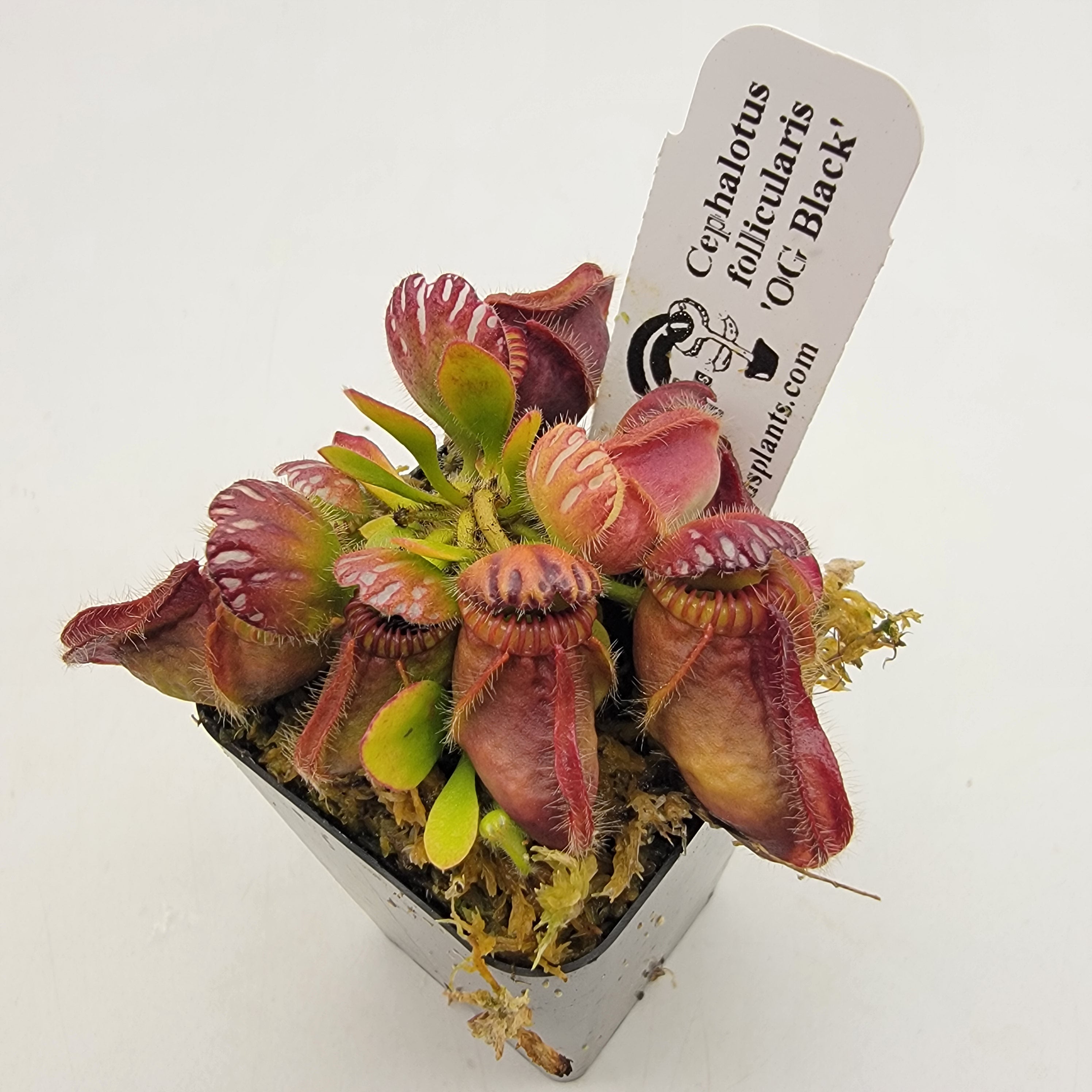 Cephalotus follicularis 'OG Black' WOG (1N-9N)