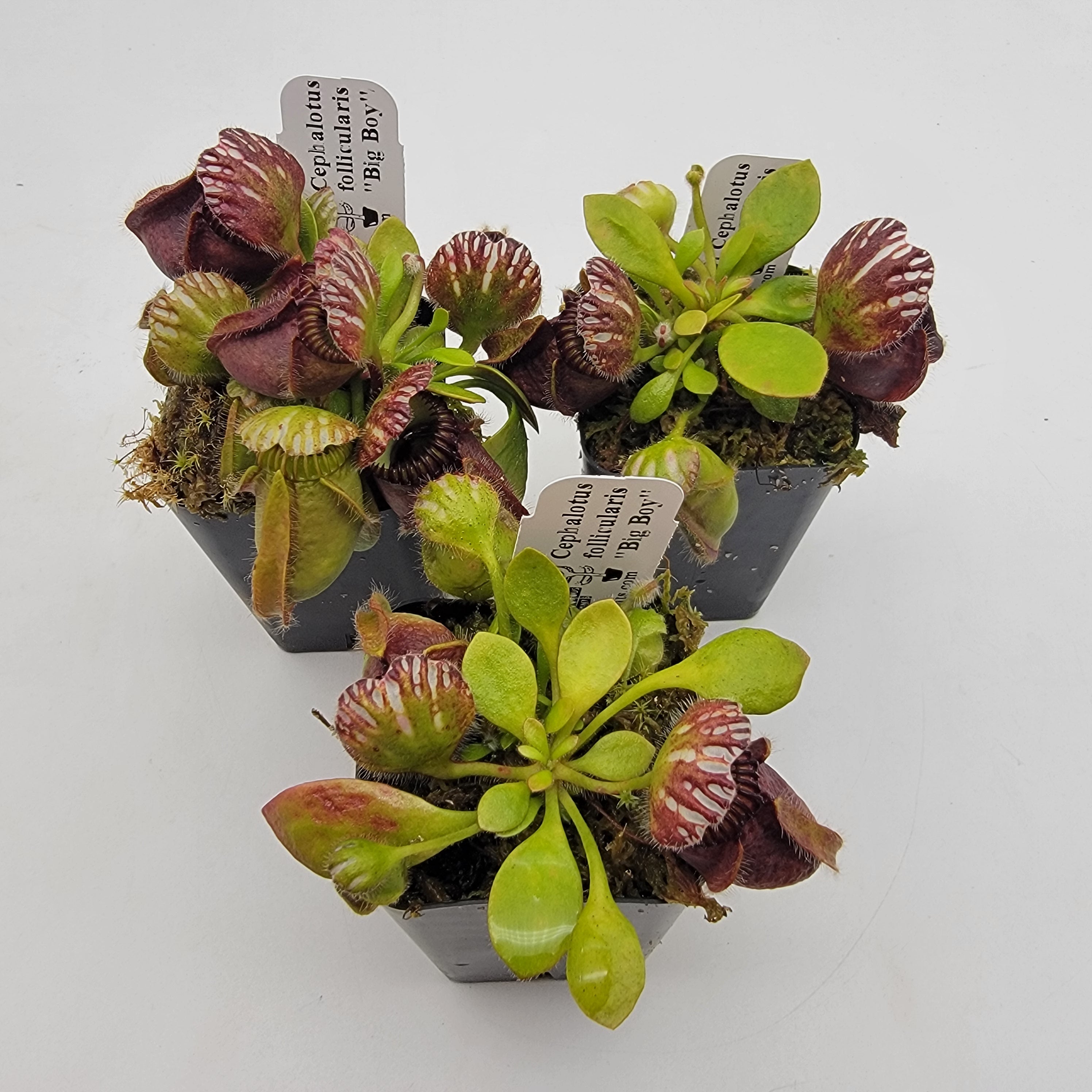 Cephalotus follicularis "Big Boy" S/M/L/XL