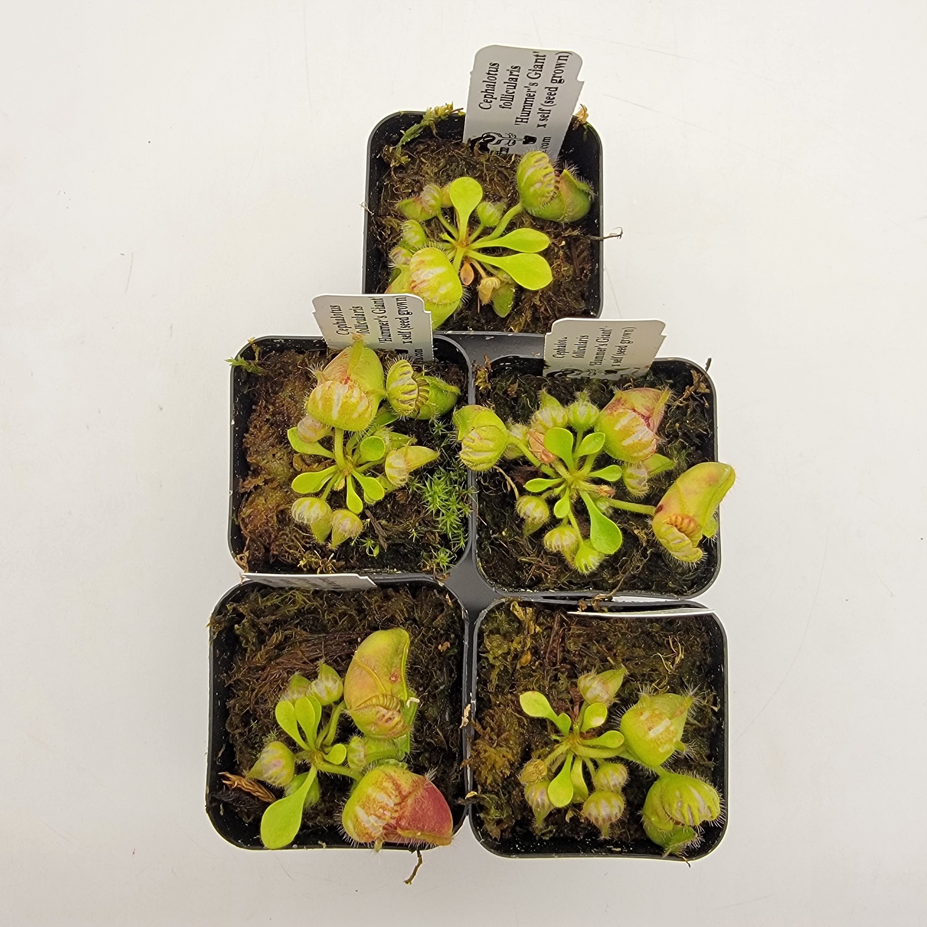 Cephalotus follicularis 'Hummer's Giant' x self (Seed Grown) size S/M/L/XL -Cephalotus -Rainbow Carnivorous Plants LLC