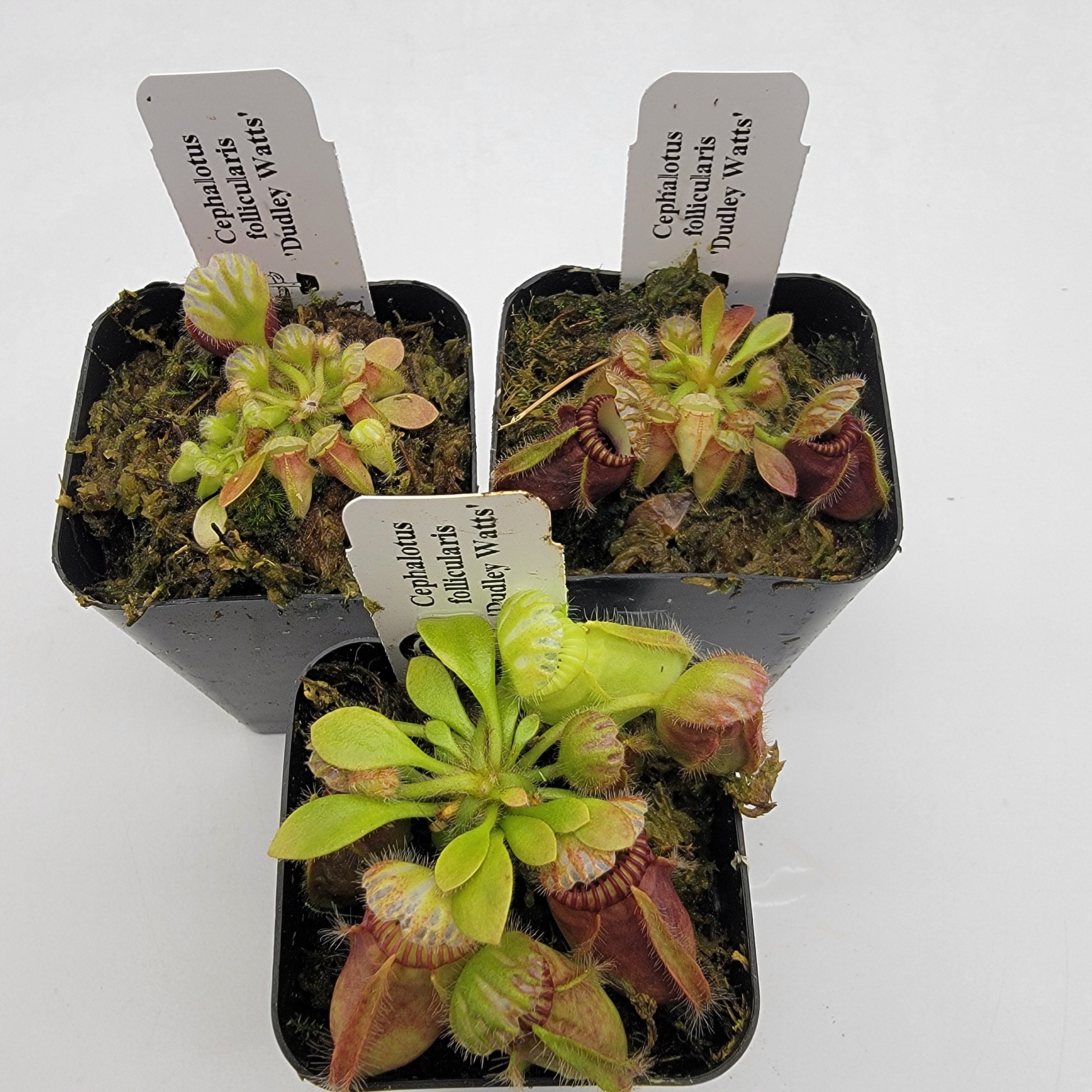 Cephalotus follicularis 'Dudley watts'