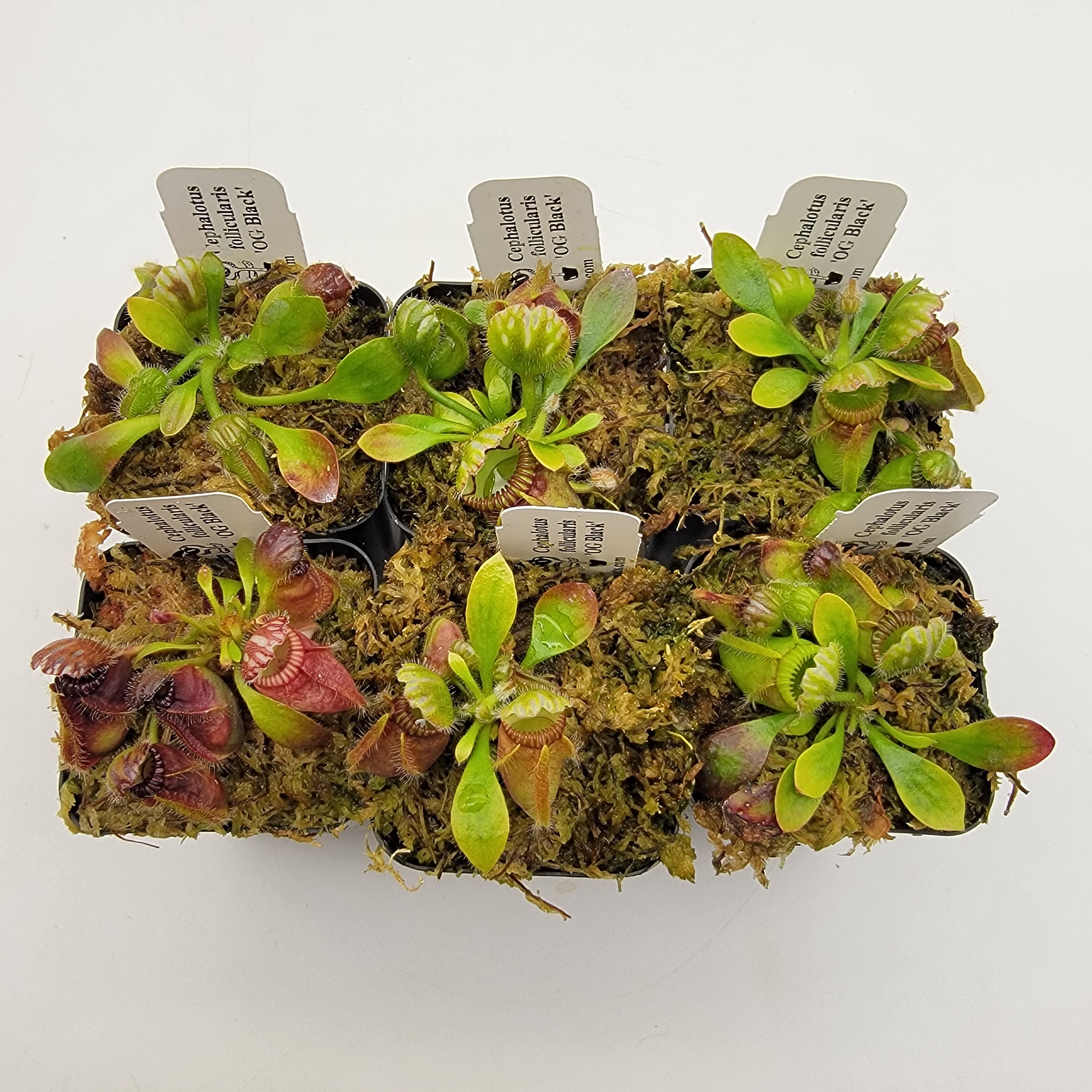 Cephalotus follicularis 'OG Black'    S/M/L/XL -Cephalotus -Rainbow Carnivorous Plants LLC