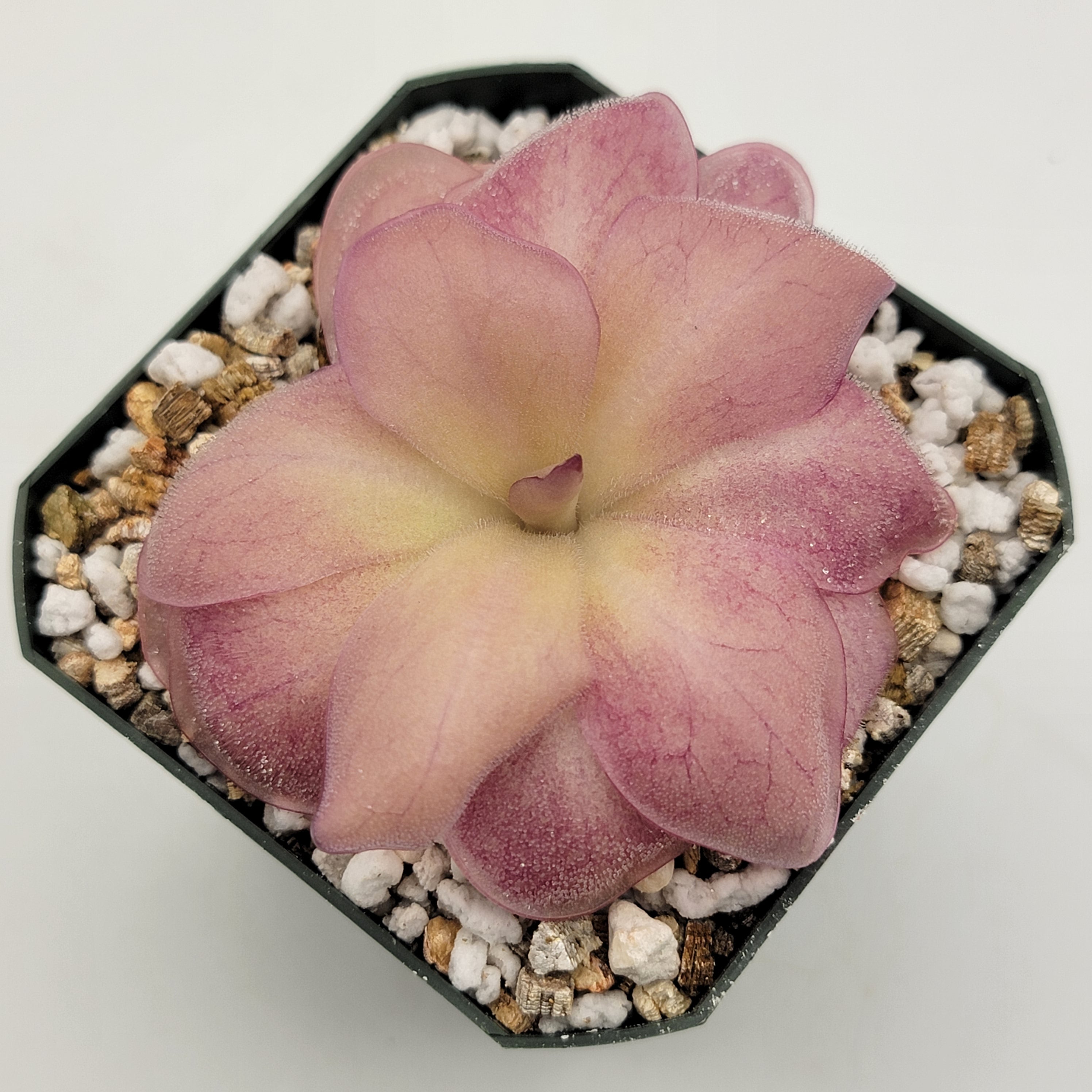 Pinguicula "Countess De Ville" -Butterworts -Rainbow Carnivorous Plants LLC