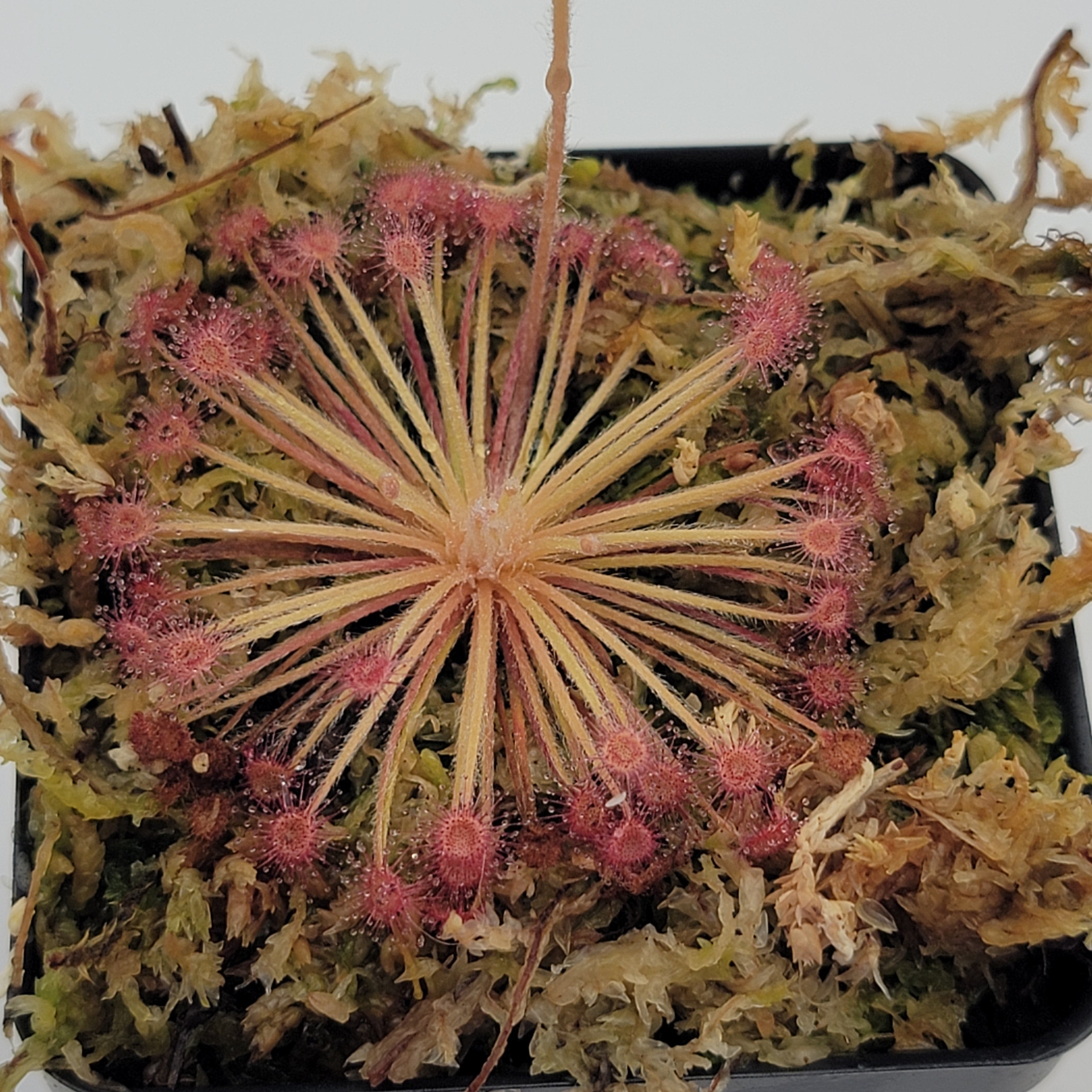 Drosera ordensis x lanata 'Flying Fox Creek, NT' - Rainbow Carnivorous Plants LLC