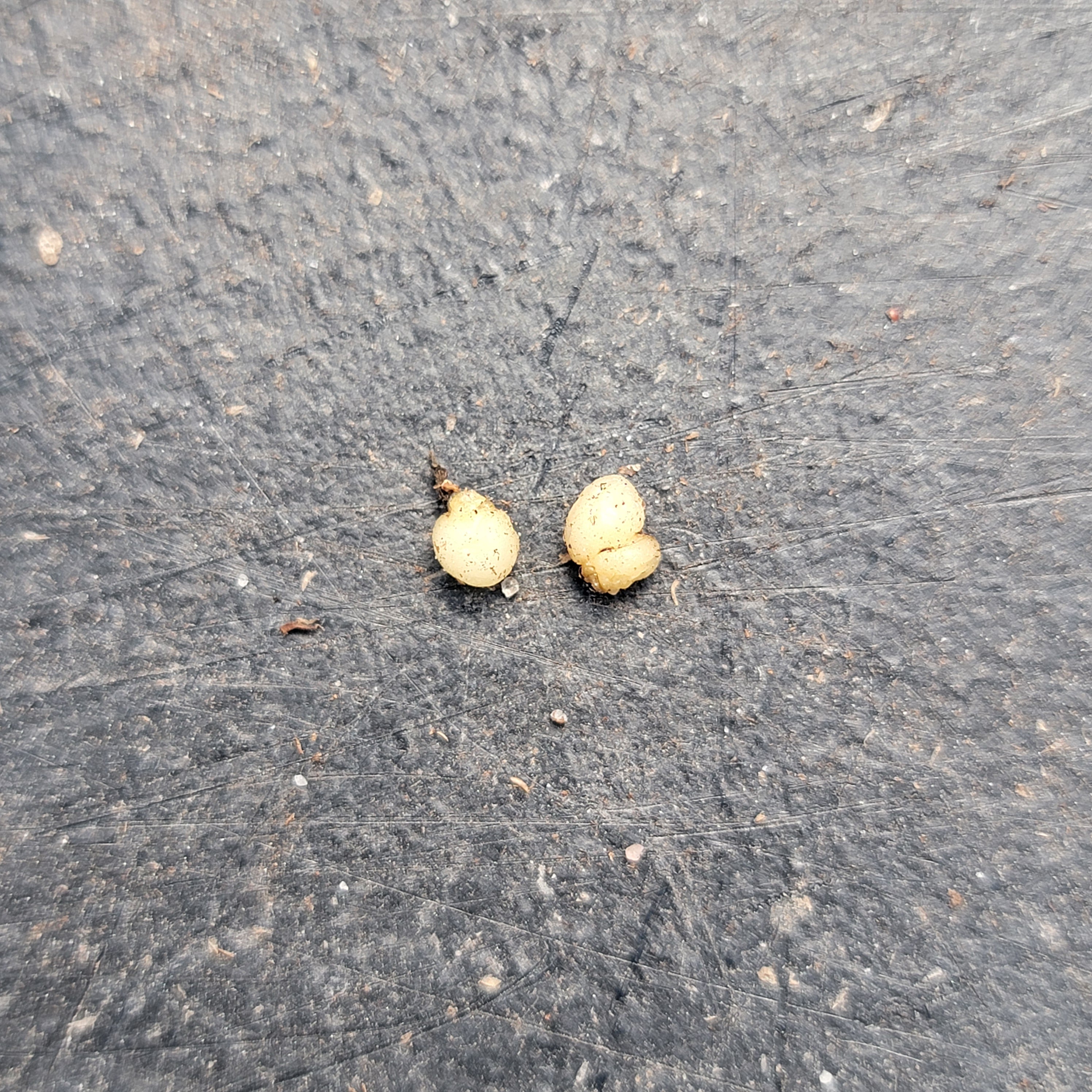 Drosera lowriei {small all dark red rosettes, Hayes, Western Australia}