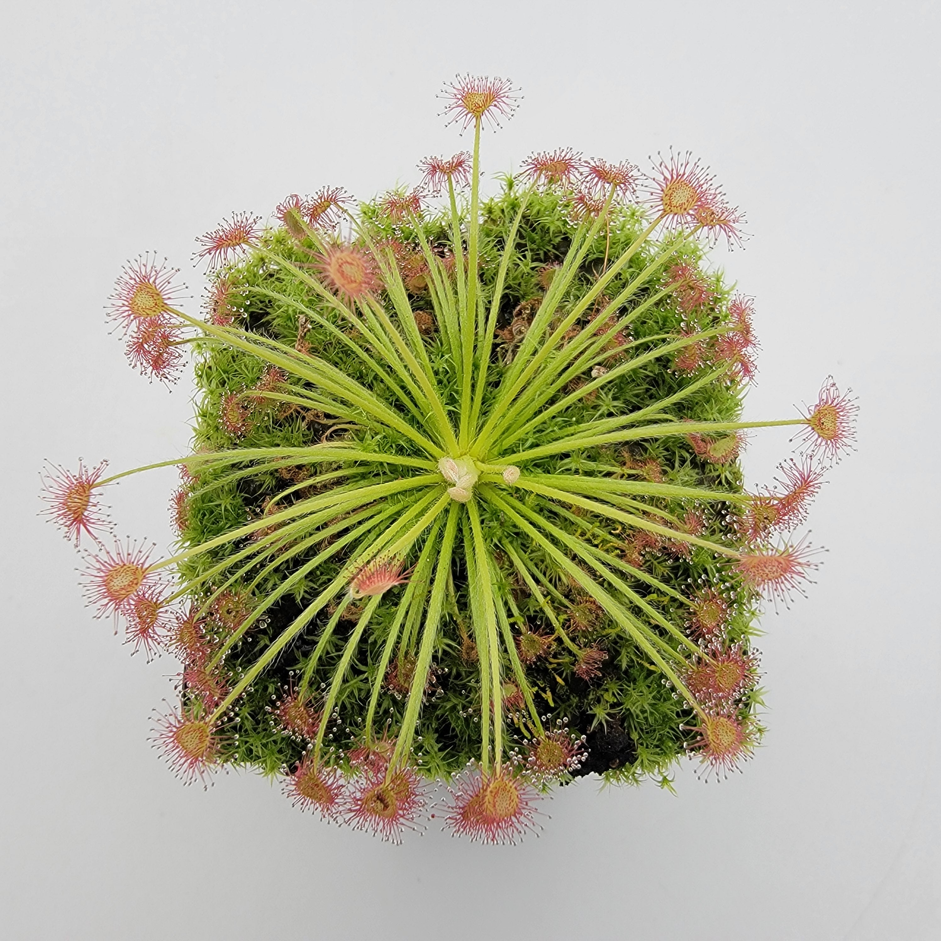 Drosera ordensis x lanata 'Flying Fox Creek, NT'