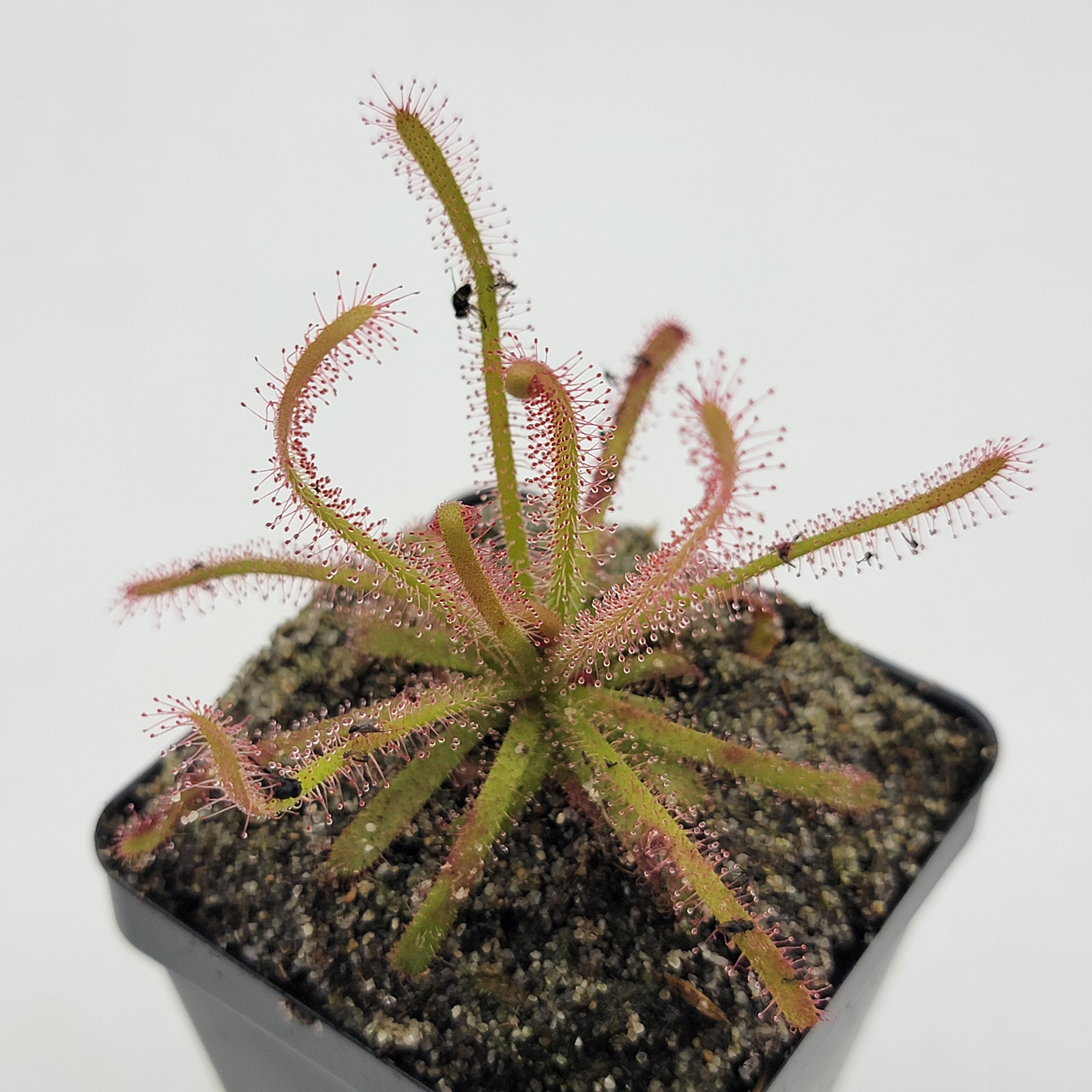 Drosera alba {Gifberg, South Africa}