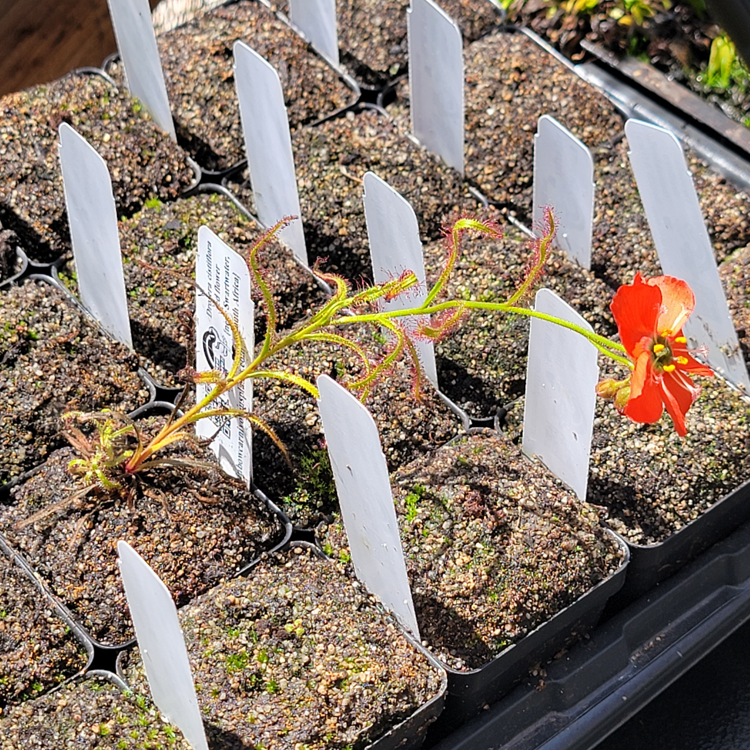 Drosera cistiflora red flower {near Swartwater, SA}