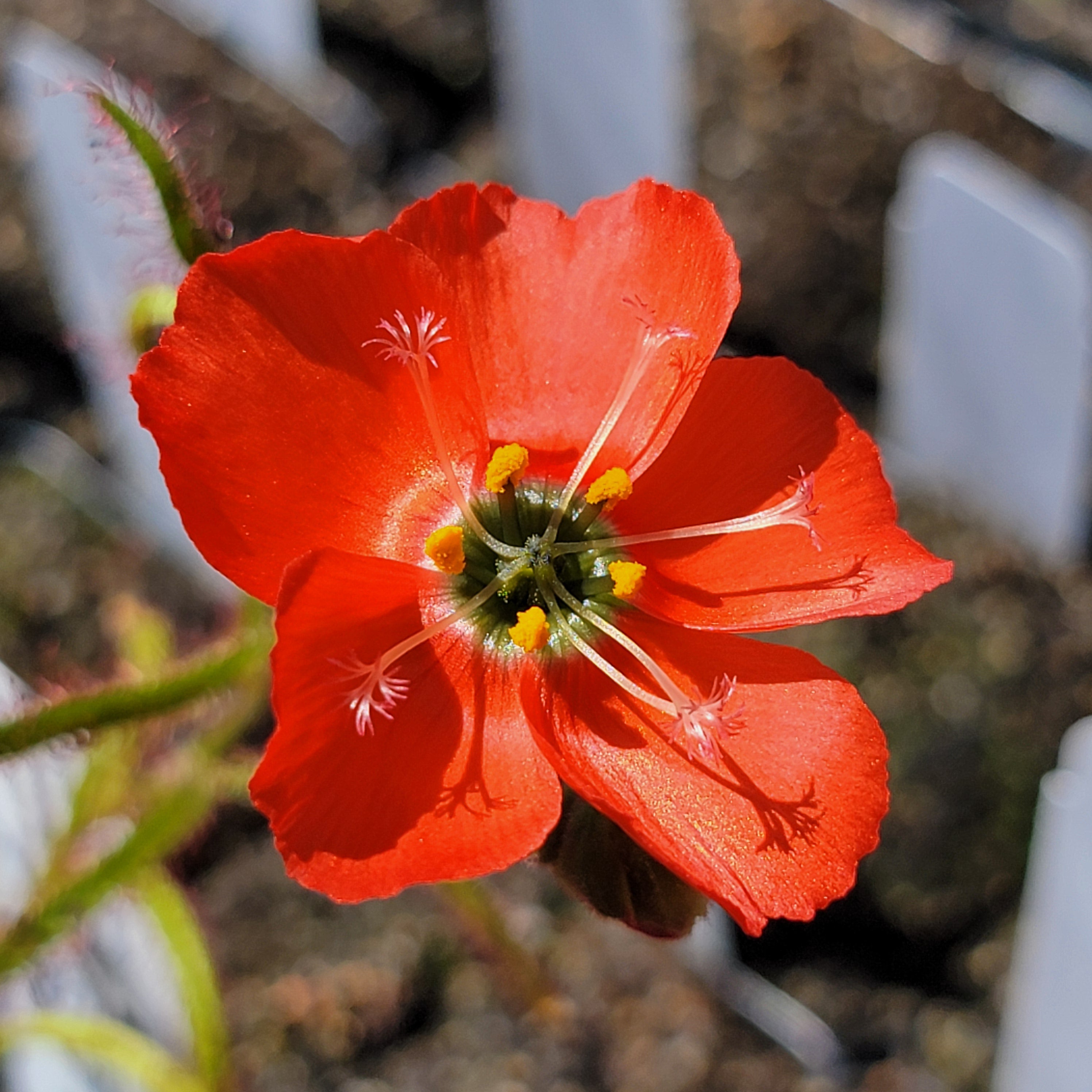 Drosera cistiflora red flower {near Swartwater, SA}