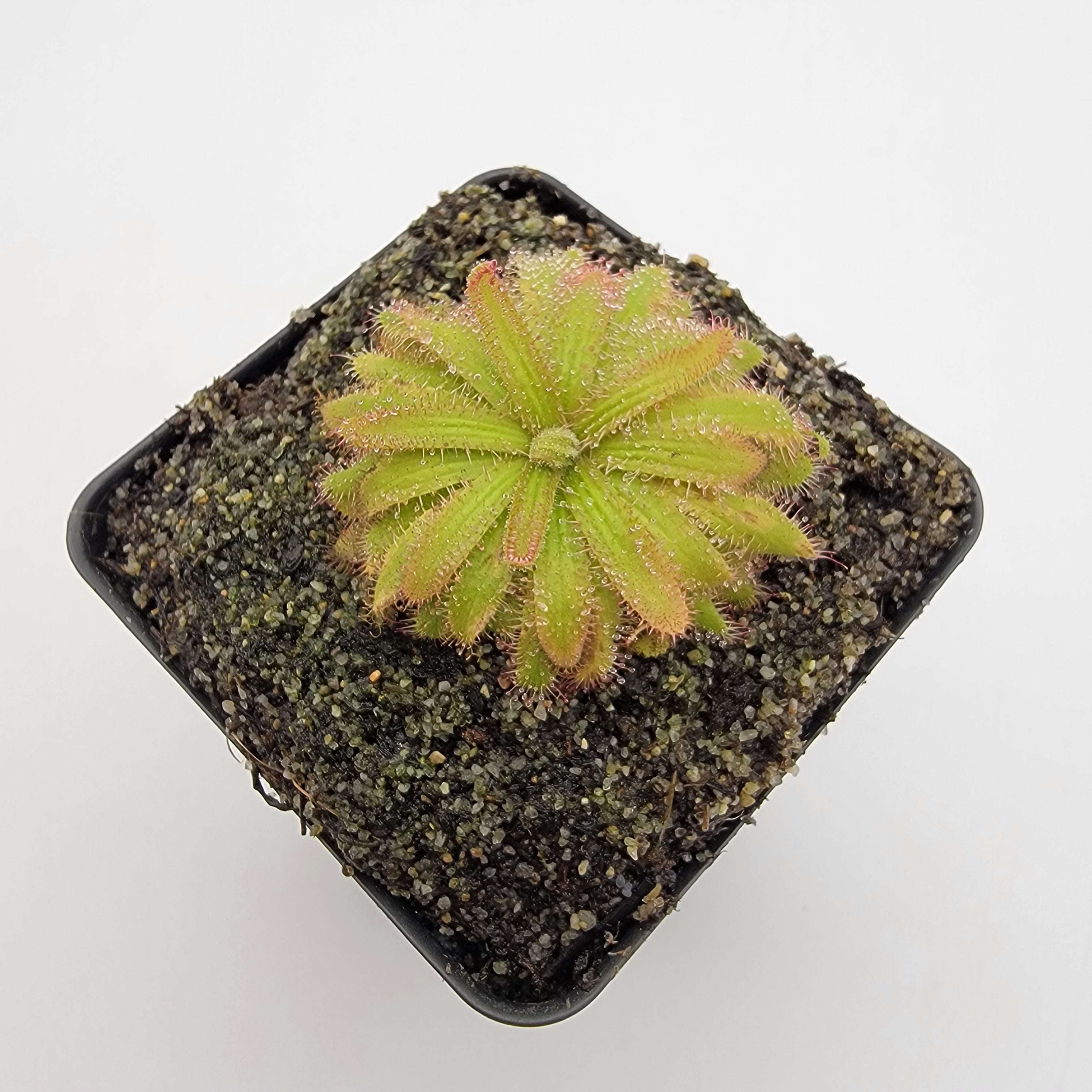 Drosera liniflora {Bainskloof, South Africa}