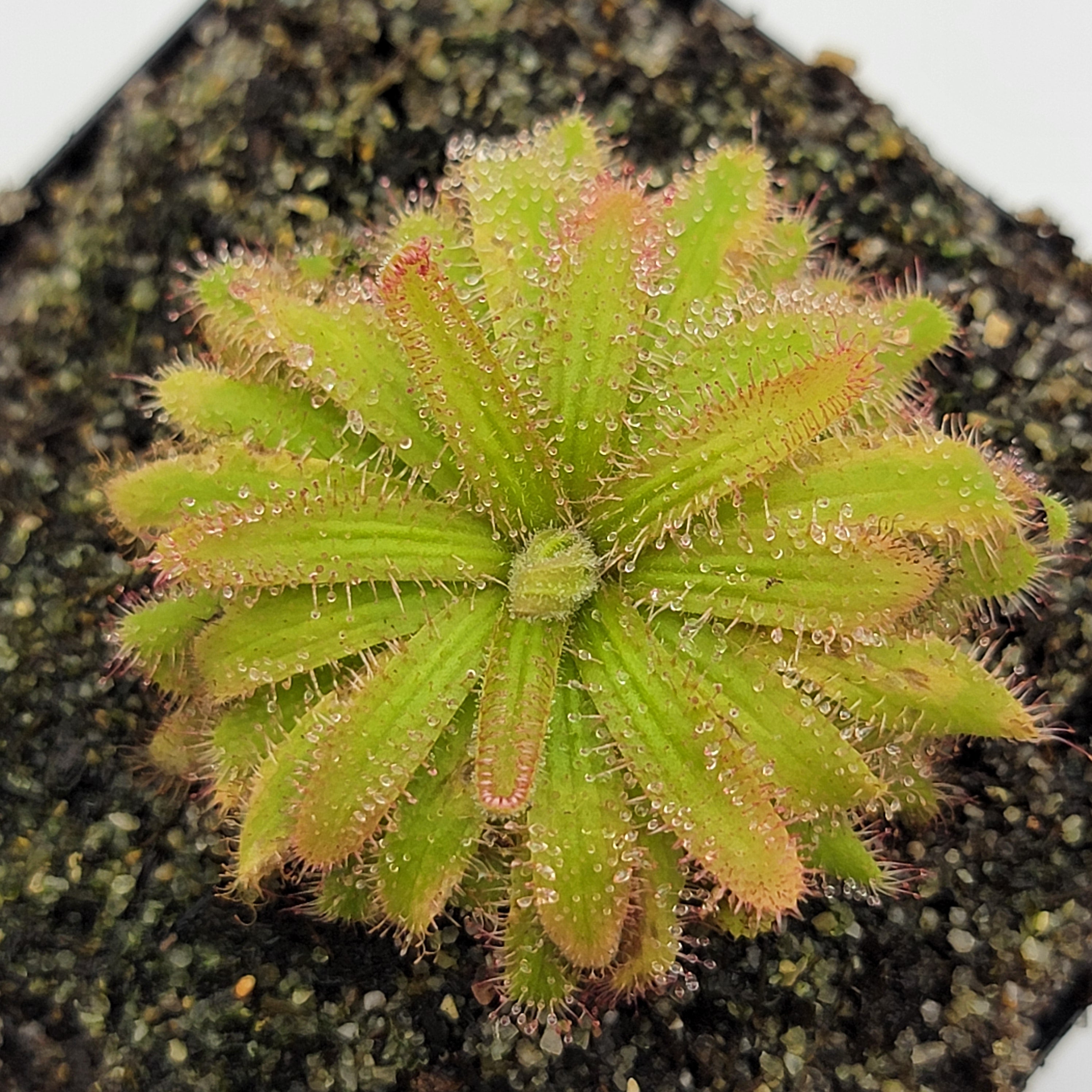 Drosera liniflora {Bainskloof, South Africa}