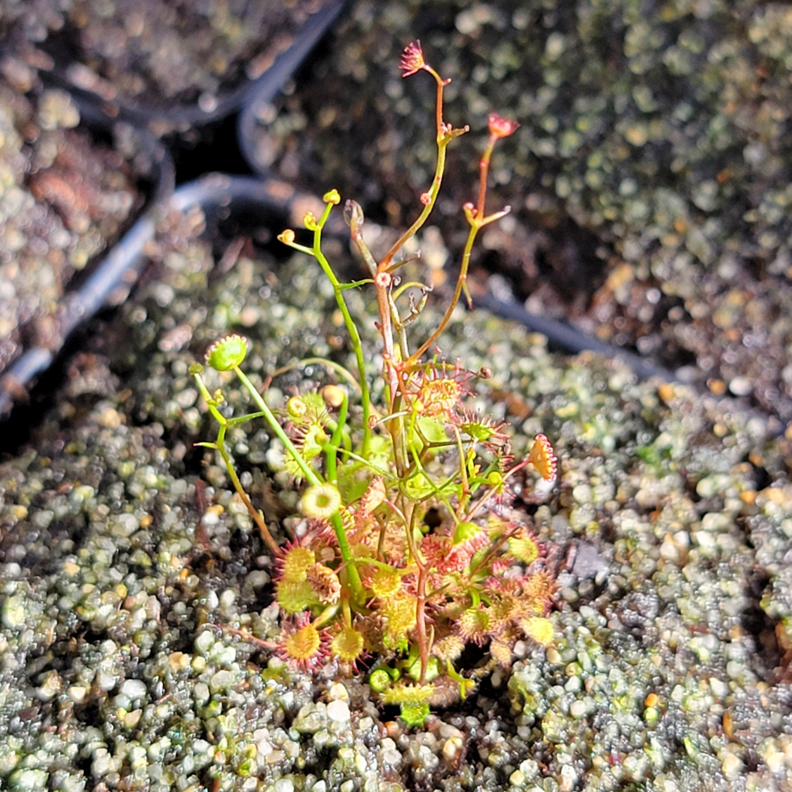 Drosera menziesii