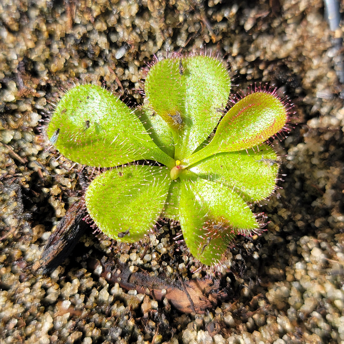Drosera monantha x macrophylla -Drosera -Rainbow Carnivorous Plants LLC