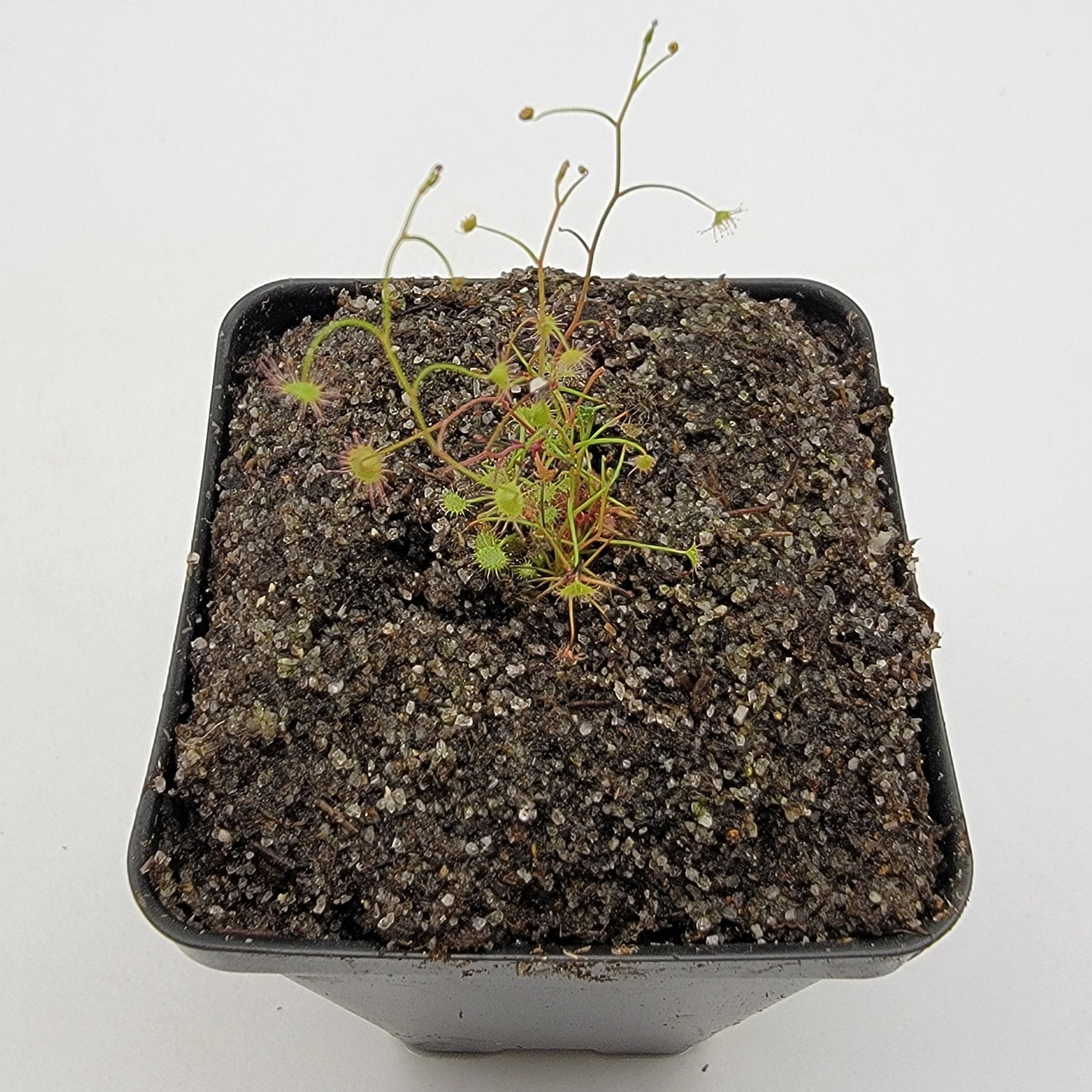 Drosera moorei