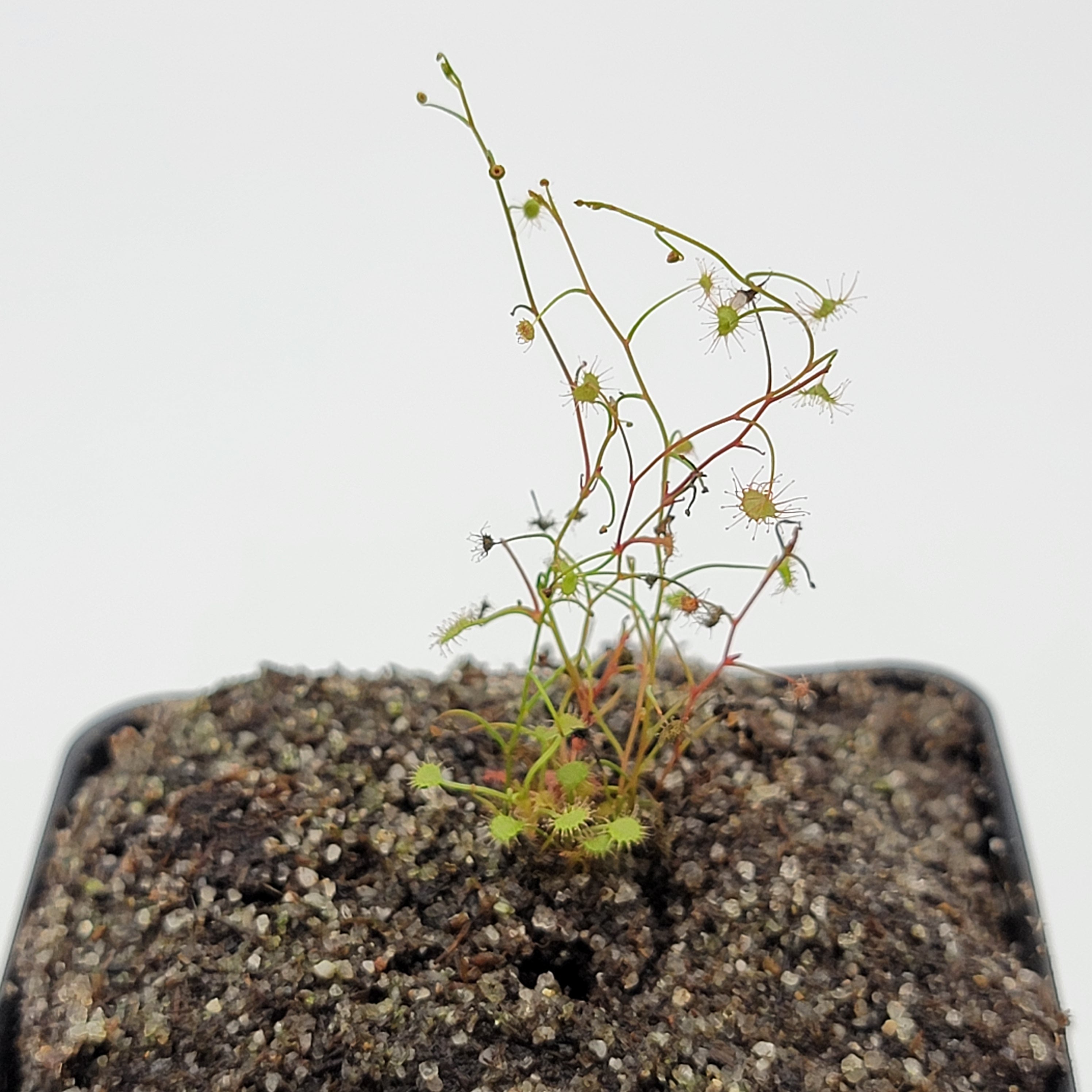 Drosera moorei