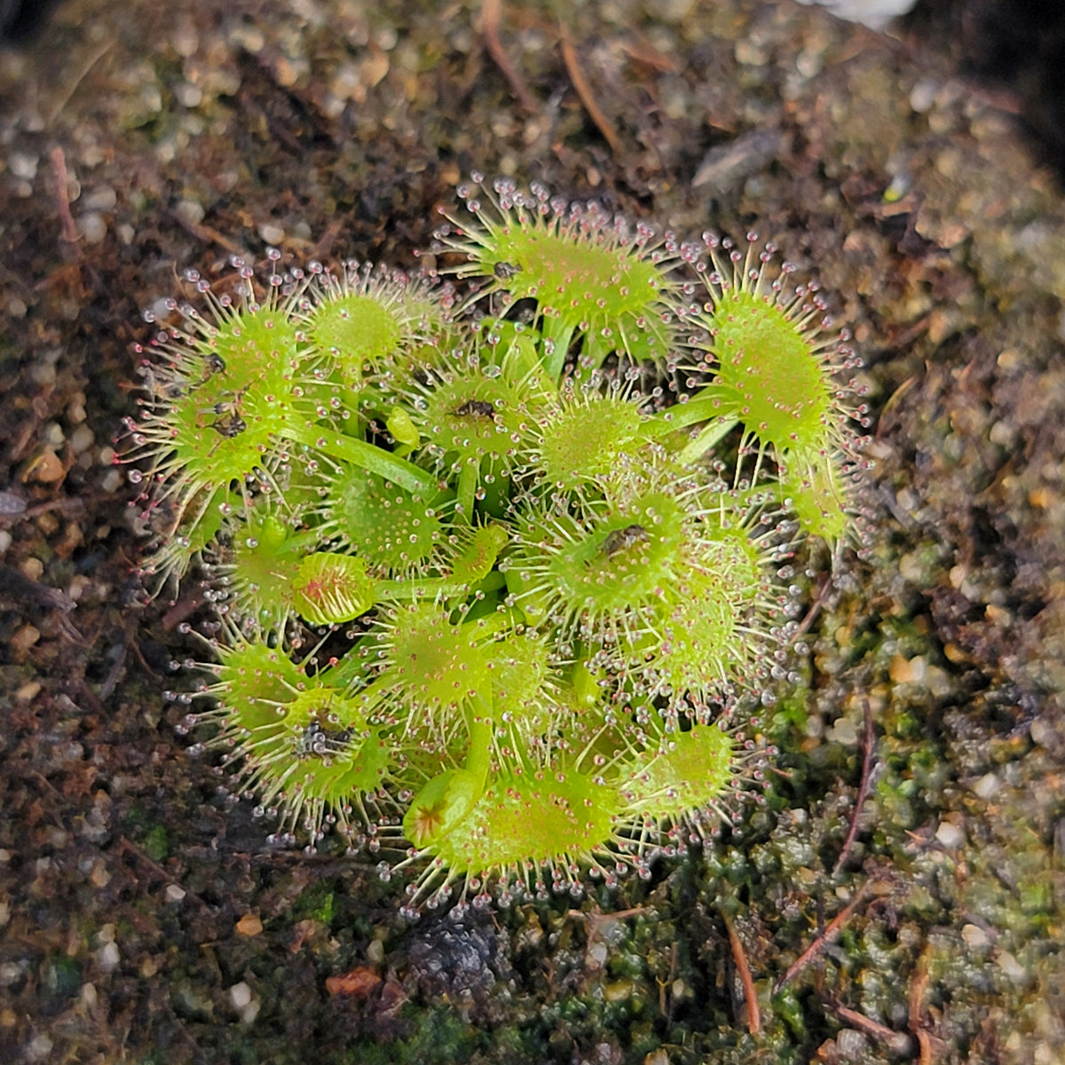 Drosera peltata 'Pink Flower' {Kandos, NSW, Australia} -Drosera -Rainbow Carnivorous Plants LLC