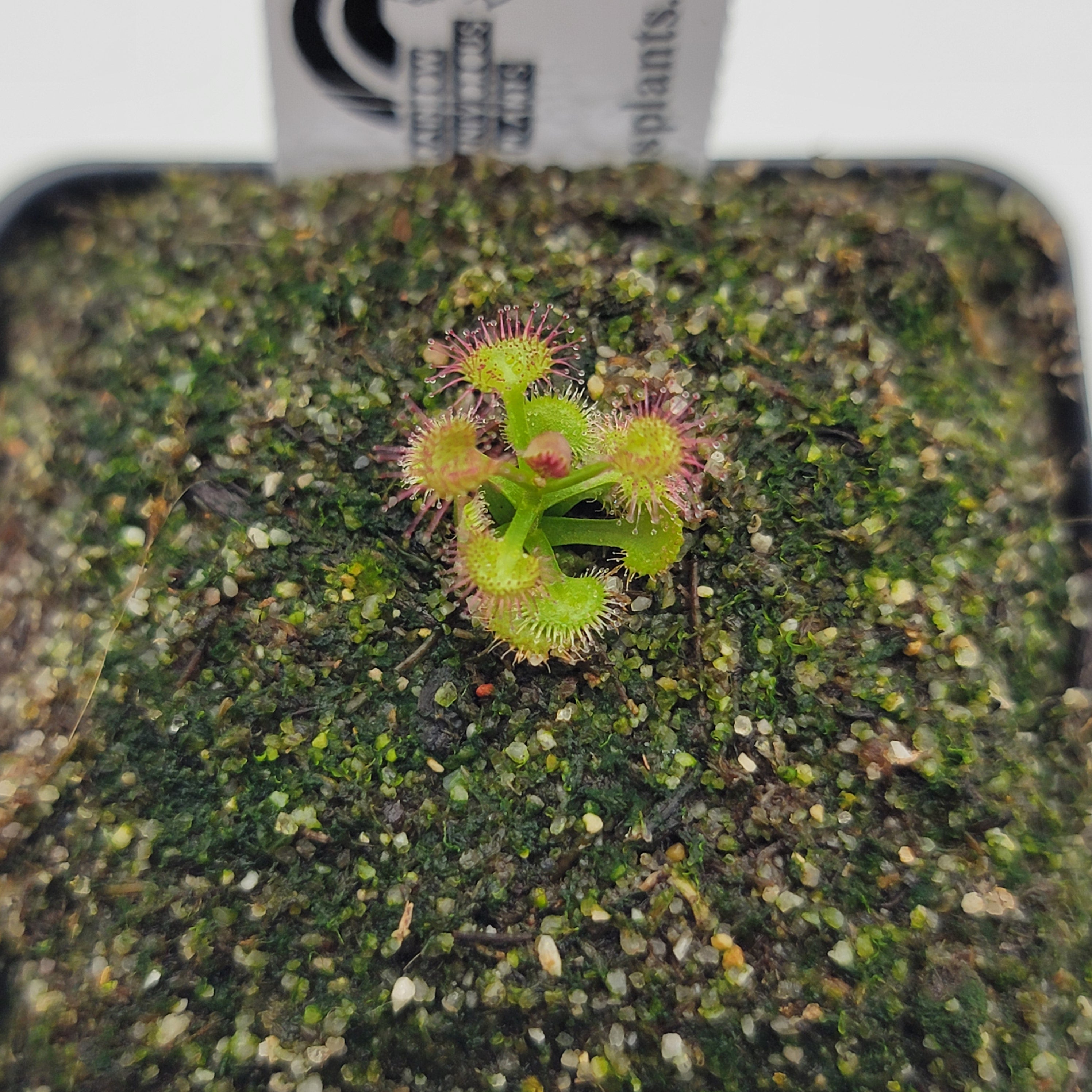 Drosera purpurascens {Katanning, WA}