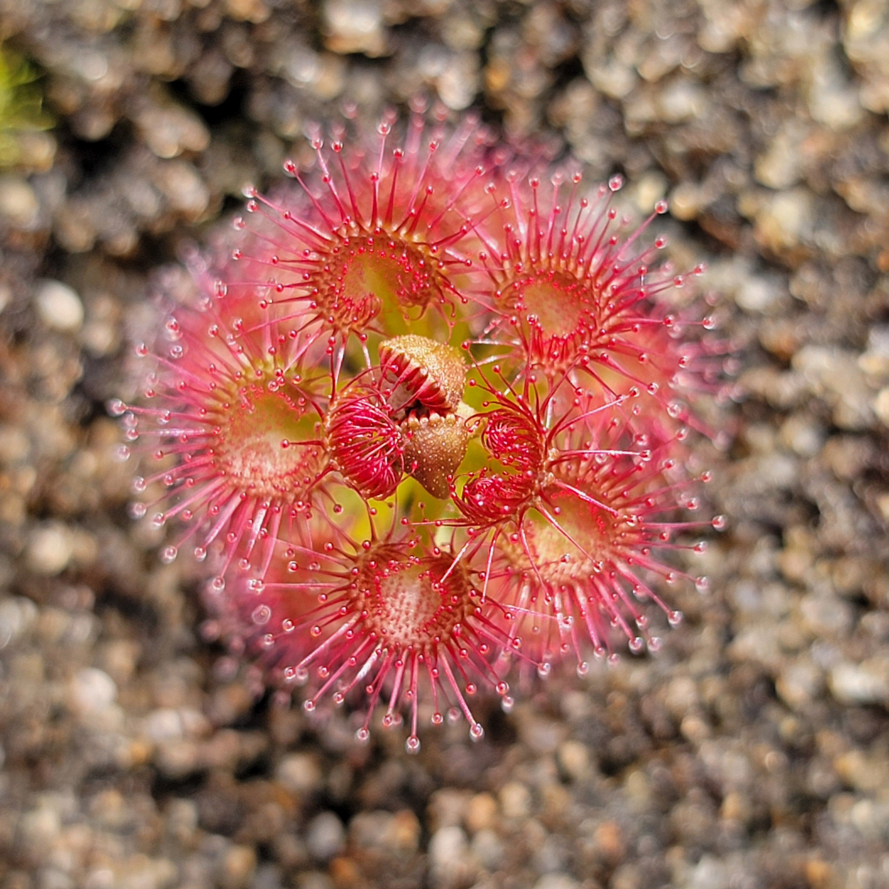 Drosera purpurascens {Katanning, WA}