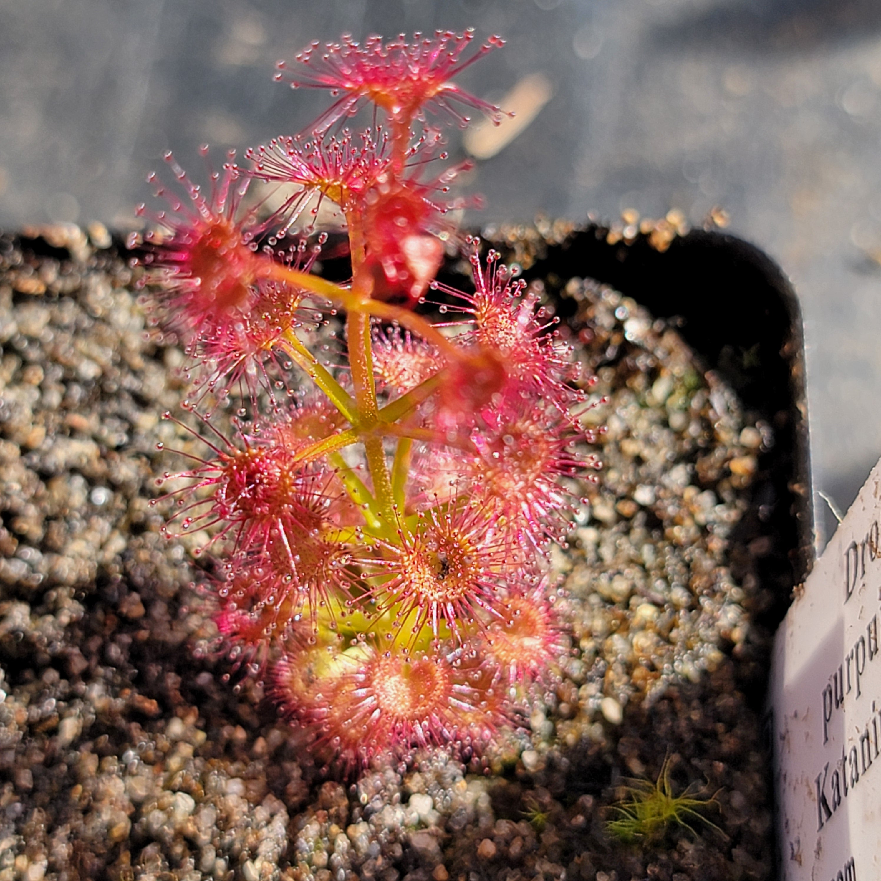 Drosera purpurascens {Katanning, WA}
