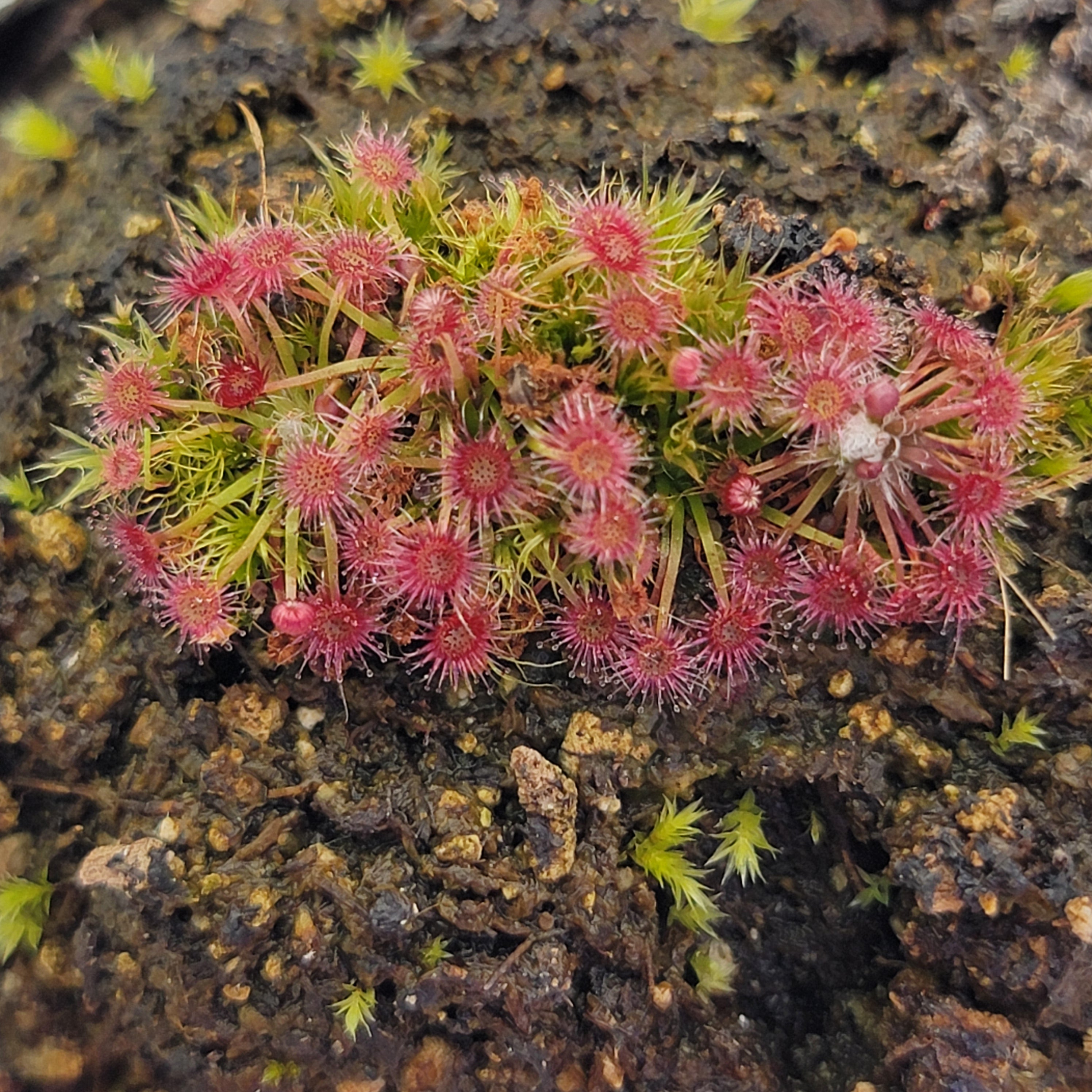 Drosera pygmaea - Rainbow Carnivorous Plants LLC