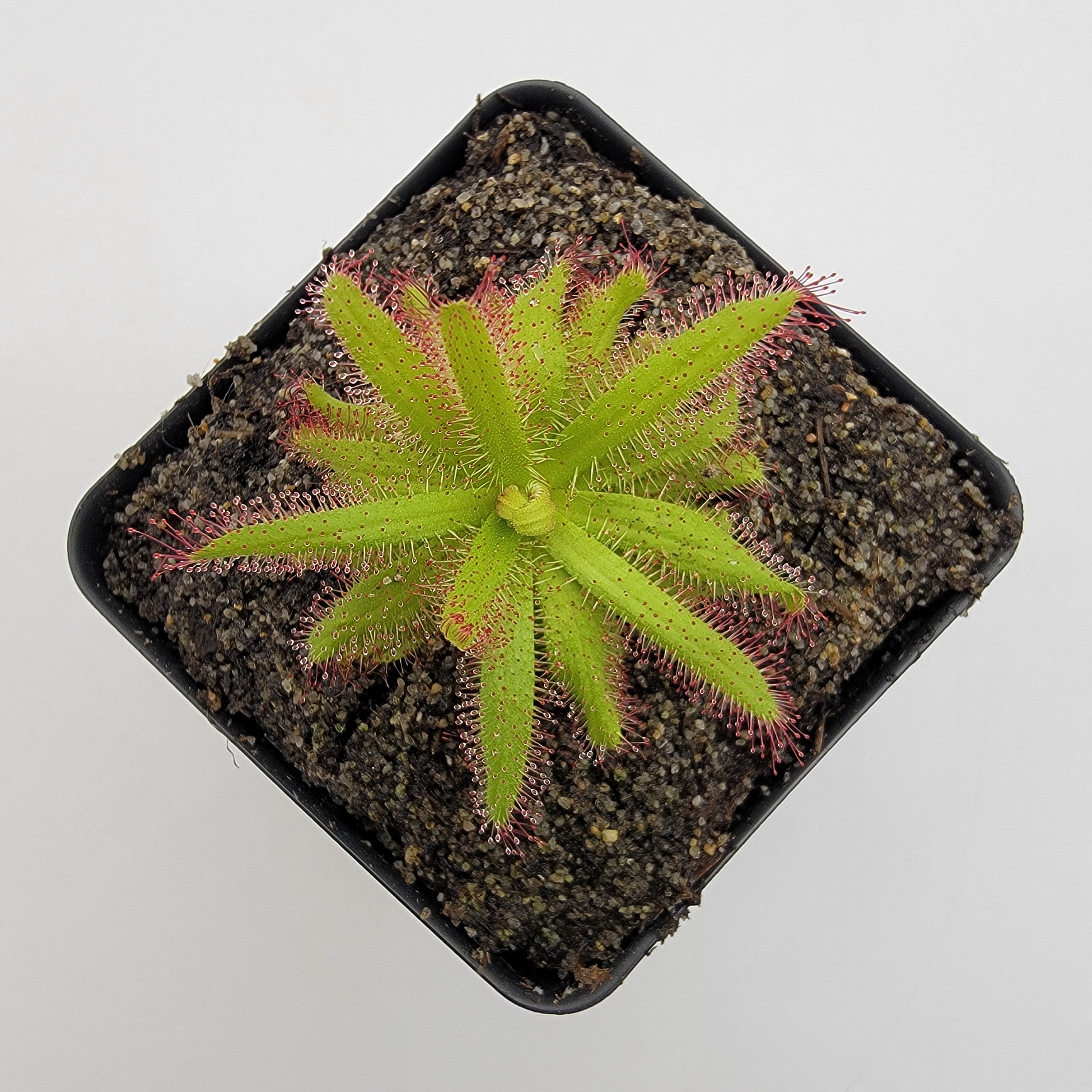 Drosera variegata {Pakhuis Pass, South Africa}