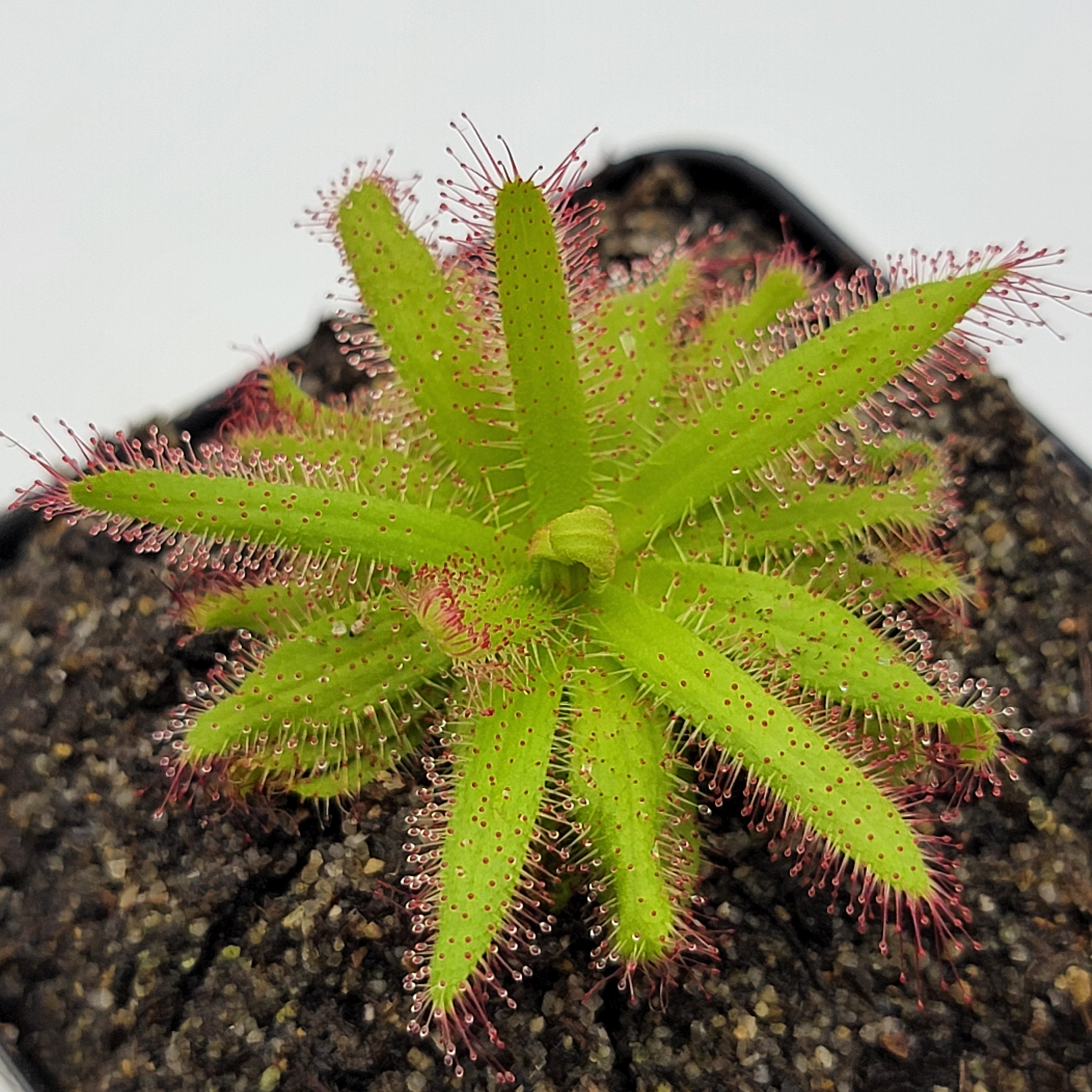 Drosera variegata {Pakhuis Pass, South Africa}