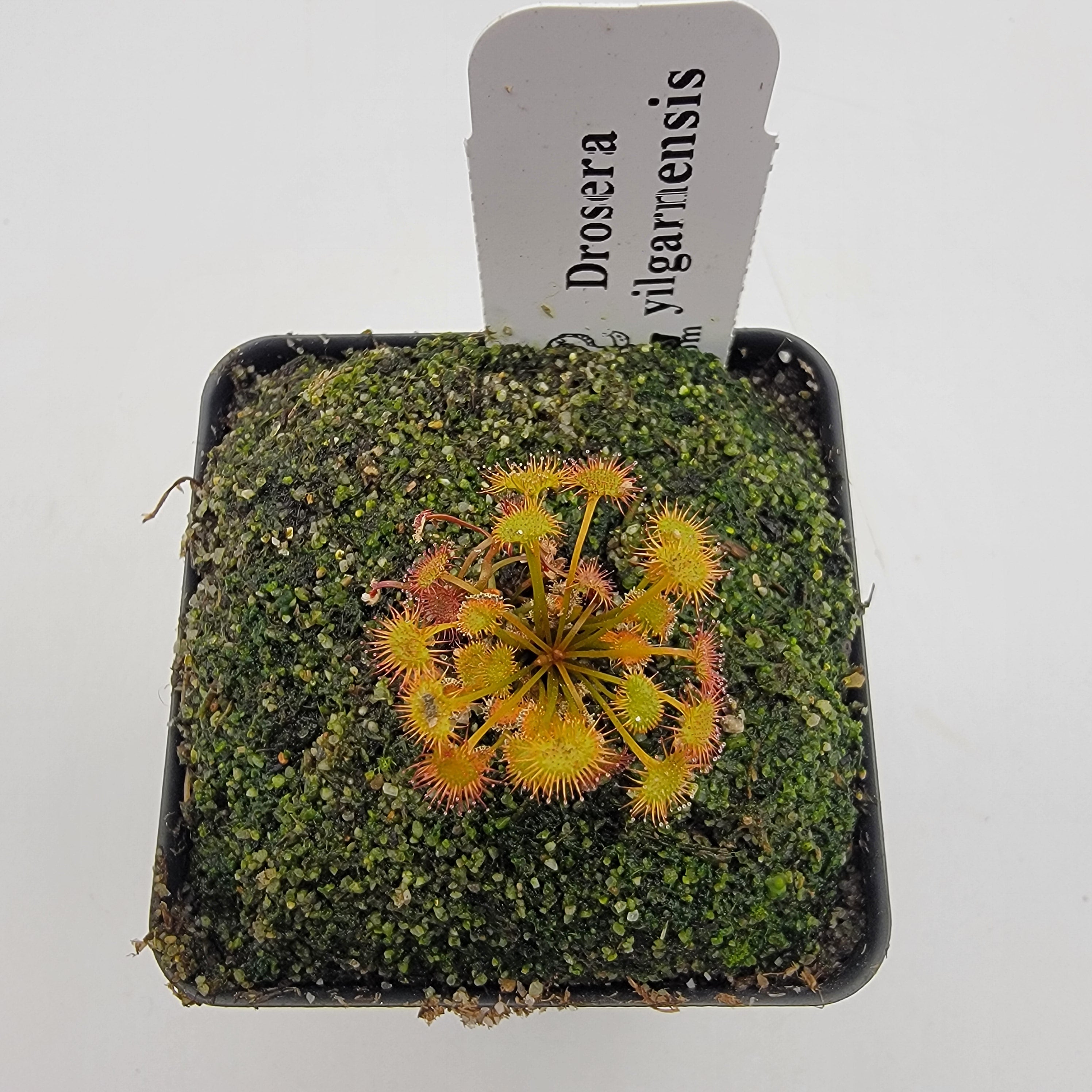 Drosera yilgarnensis