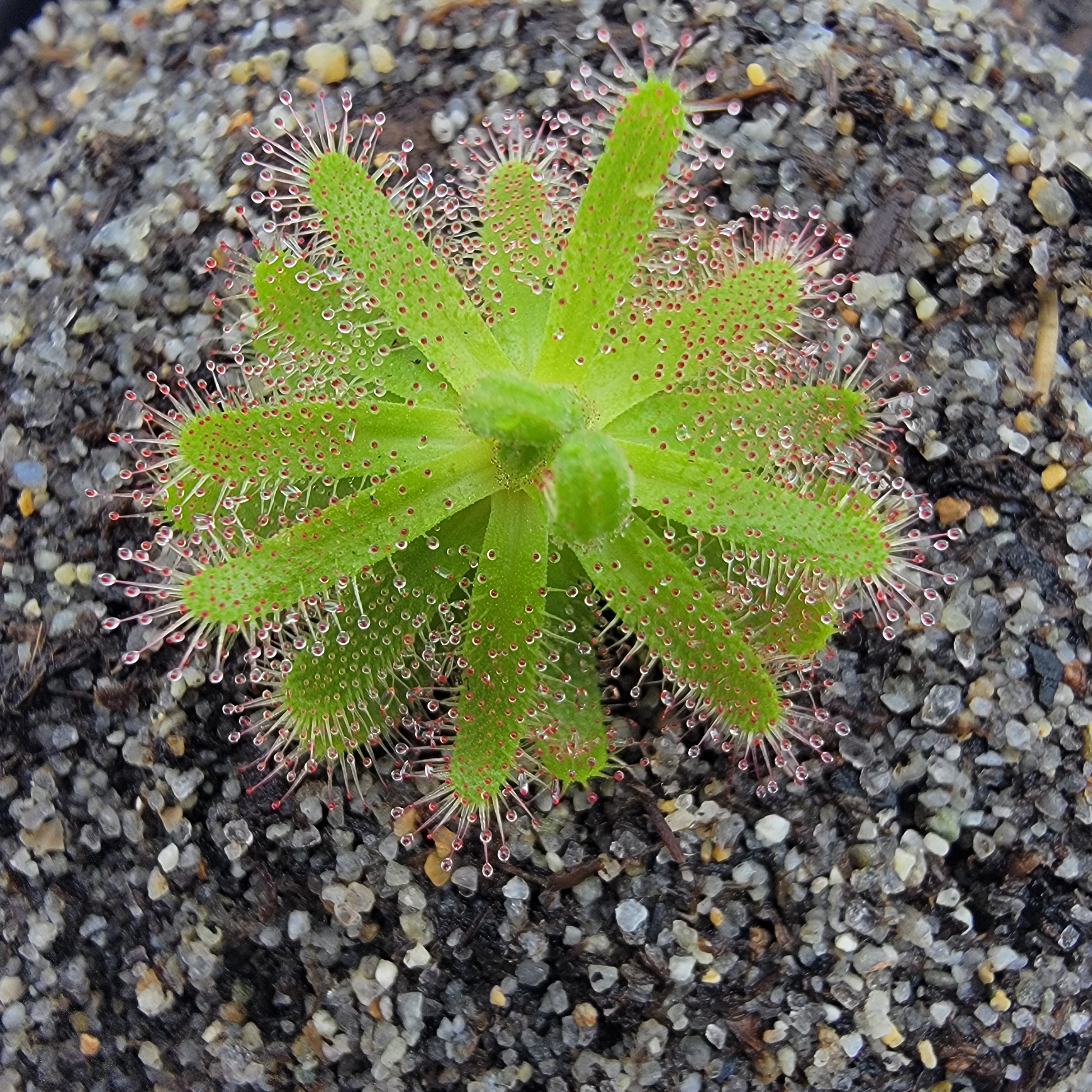 Drosera zeyheri {Somerset West, South Africa}