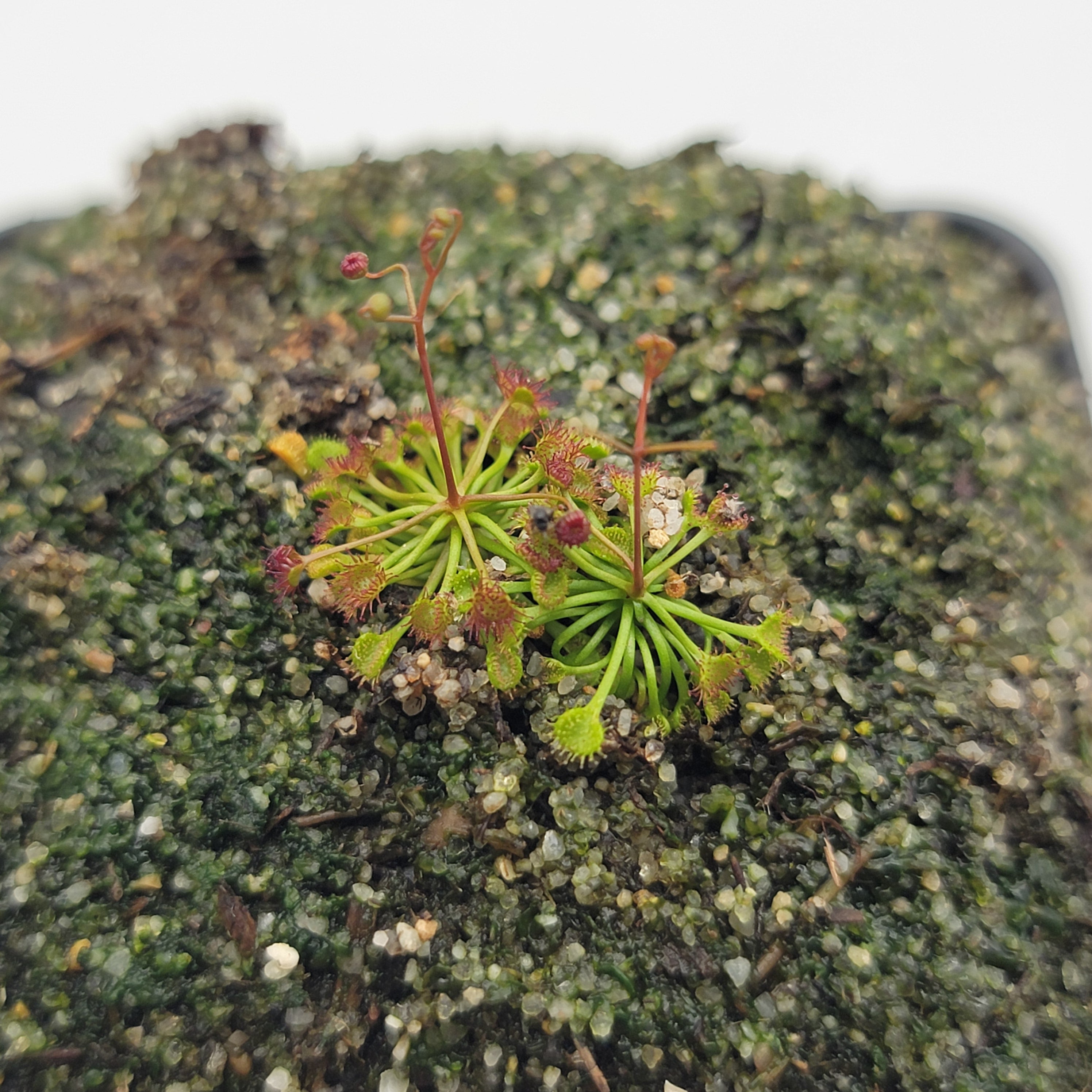 Drosera zigzagia
