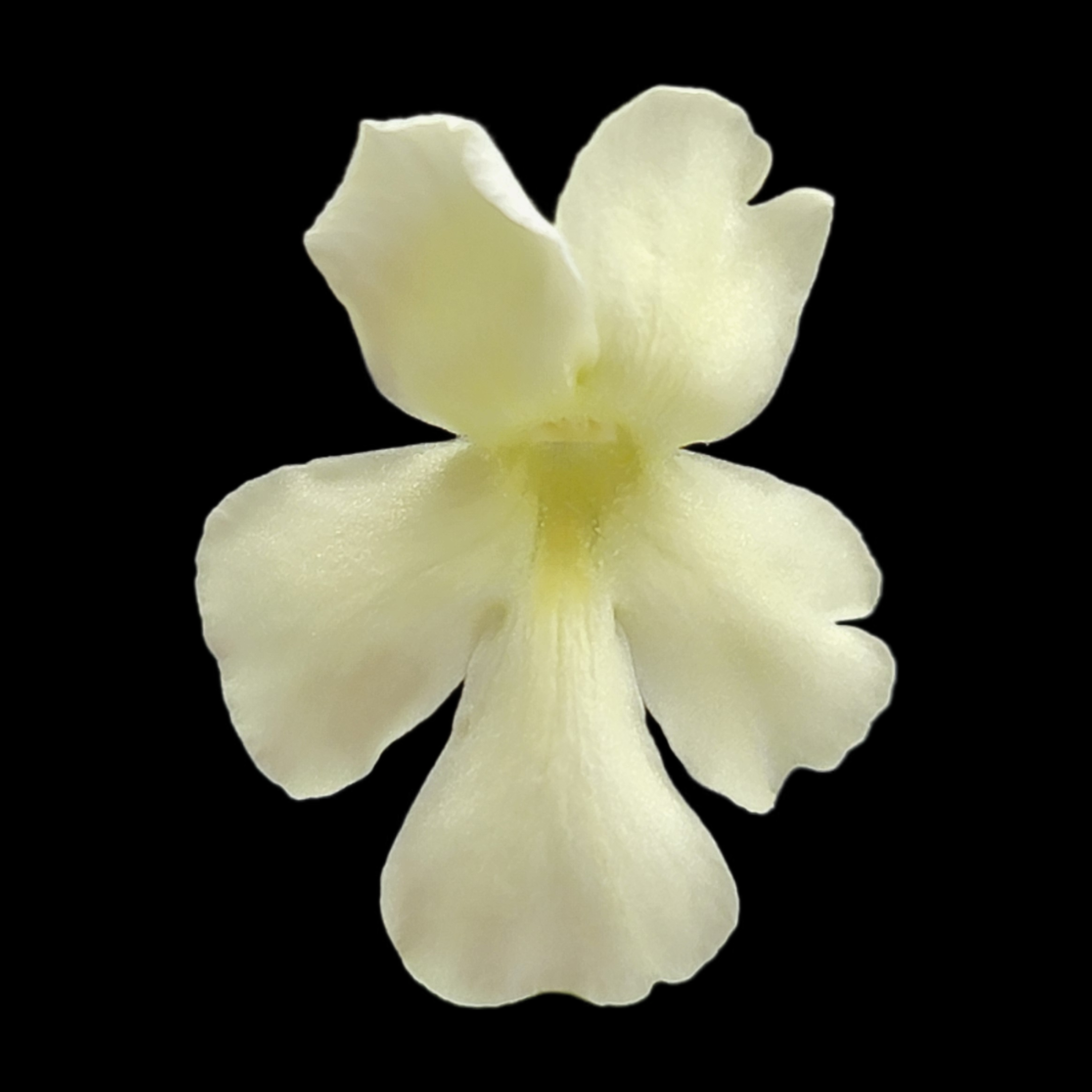 Pinguicula 'BCP Golden Eye'