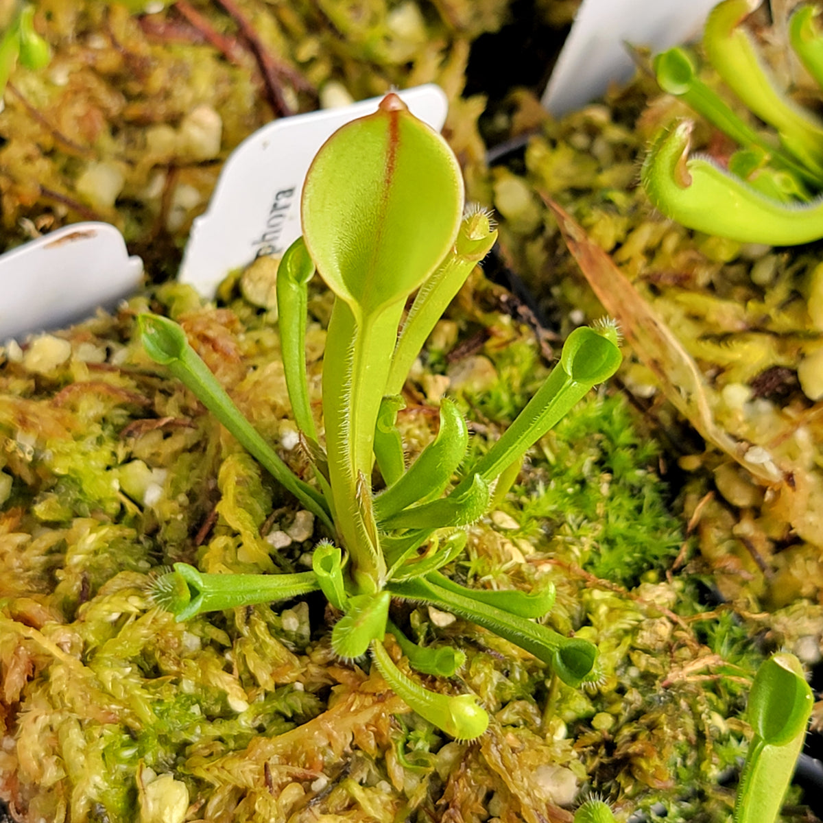 Heliamphora (heterodoxa x minor) x macdonaldae clone #3