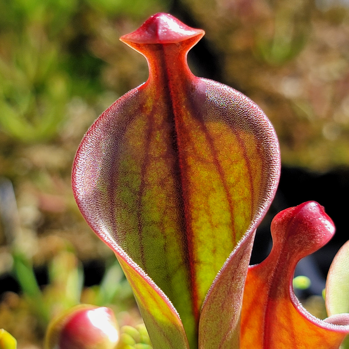 Heliamphora (heterodoxa x minor) x macdonaldae clone #3