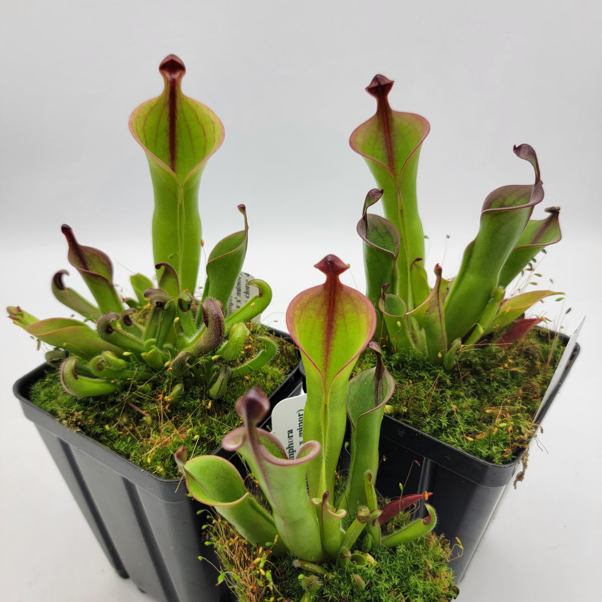 Heliamphora (heterodoxa x minor) x macdonaldae clone #4