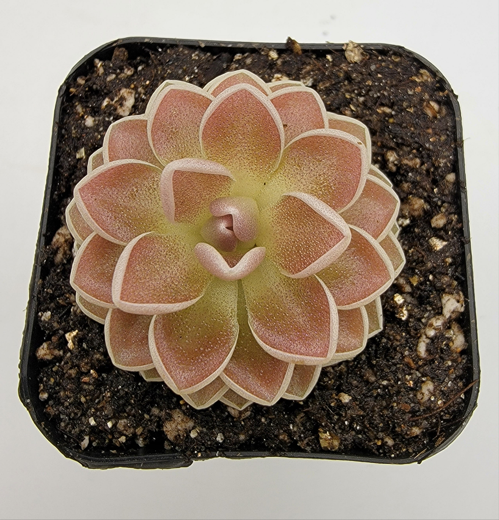 Pinguicula ehlersiae 'Victoria'