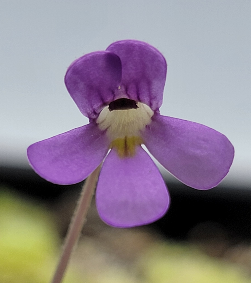 Pinguicula jaumavensis 'Cardonal'