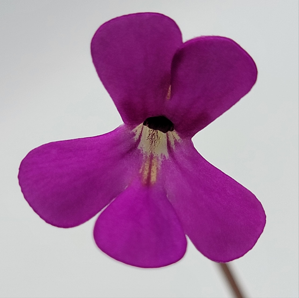 Pinguicula ehlersiae 'Victoria'