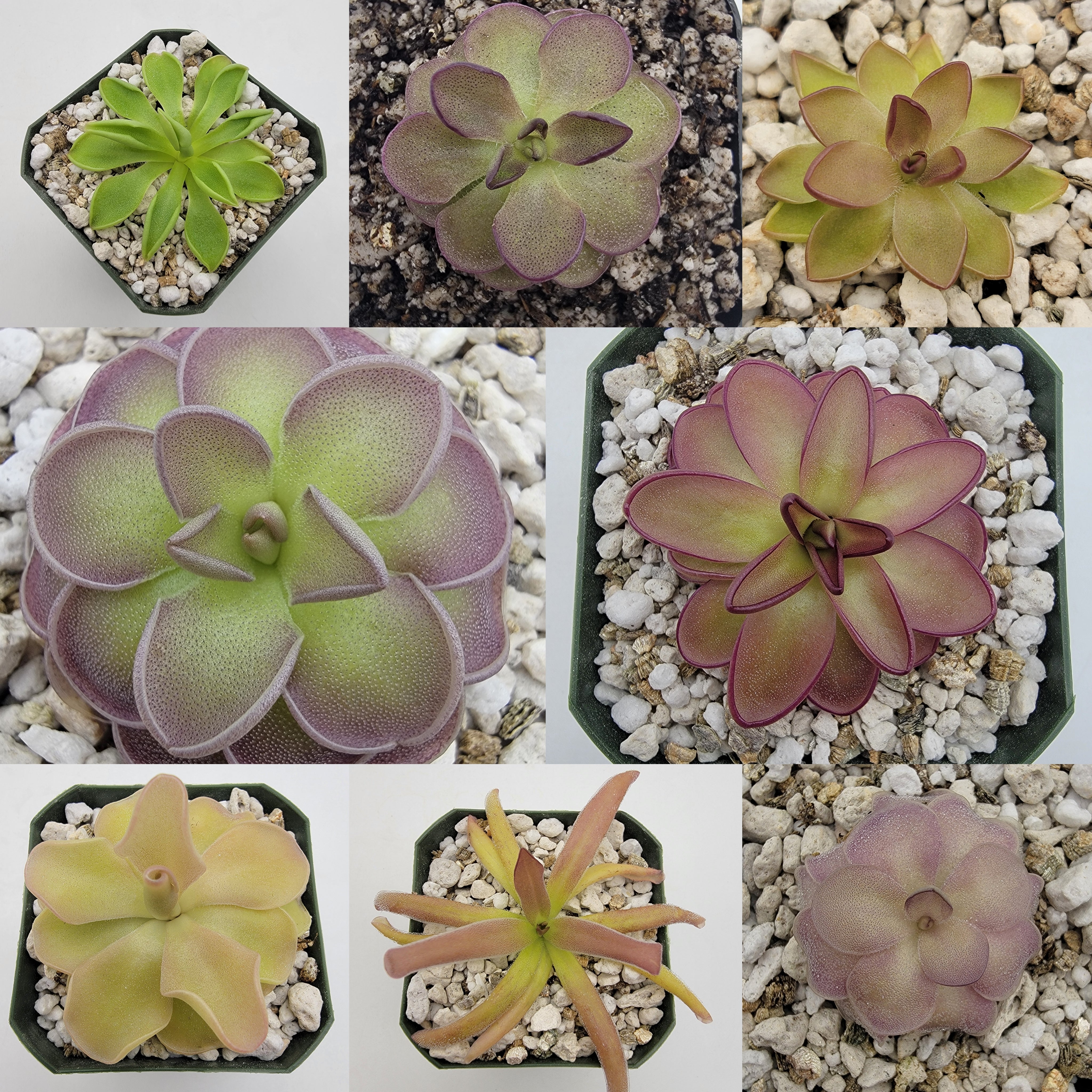 Mystery Pinguicula subscription [1 random Ping each month]