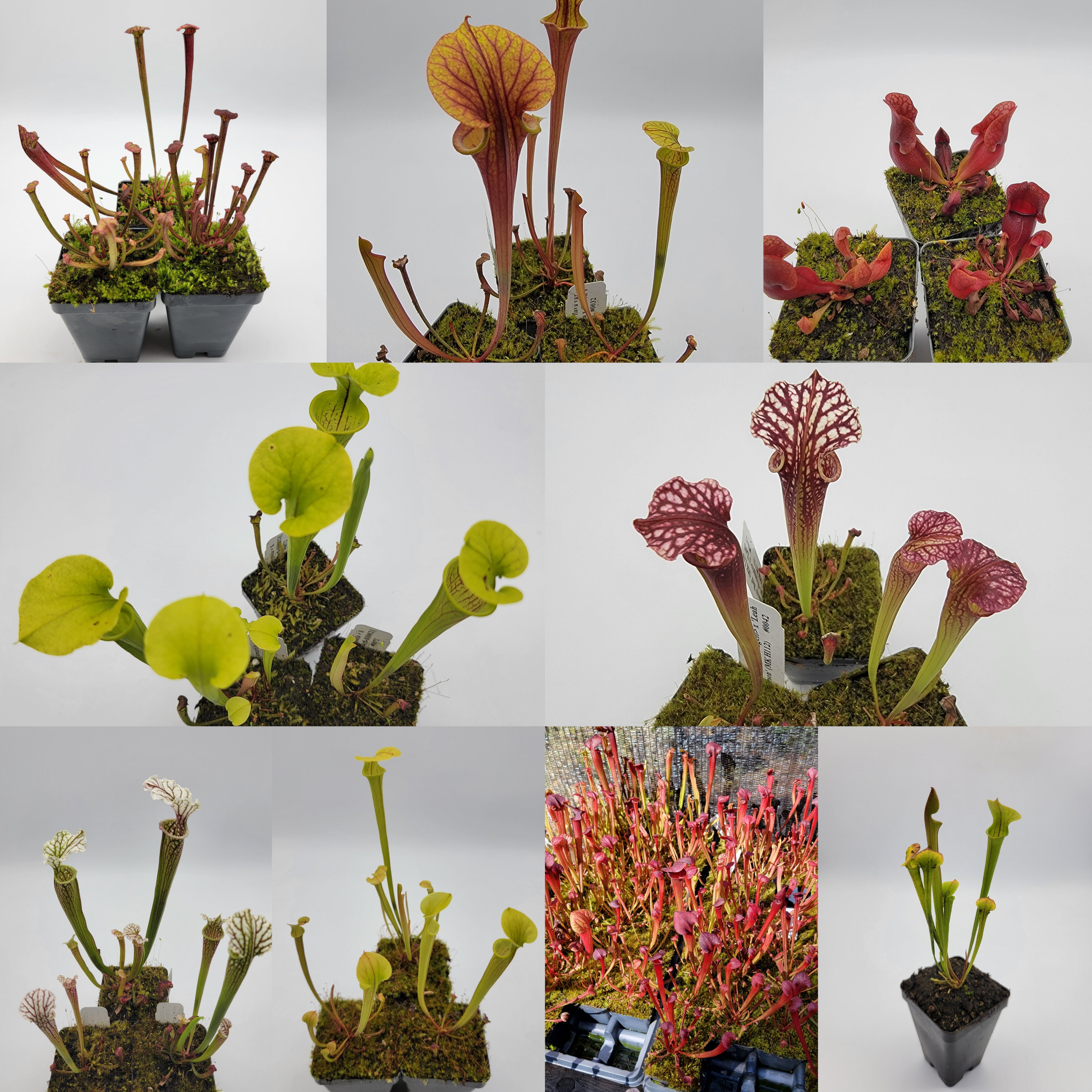 Sarracenia hybrid bundle - -Rainbow Carnivorous Plants LLC