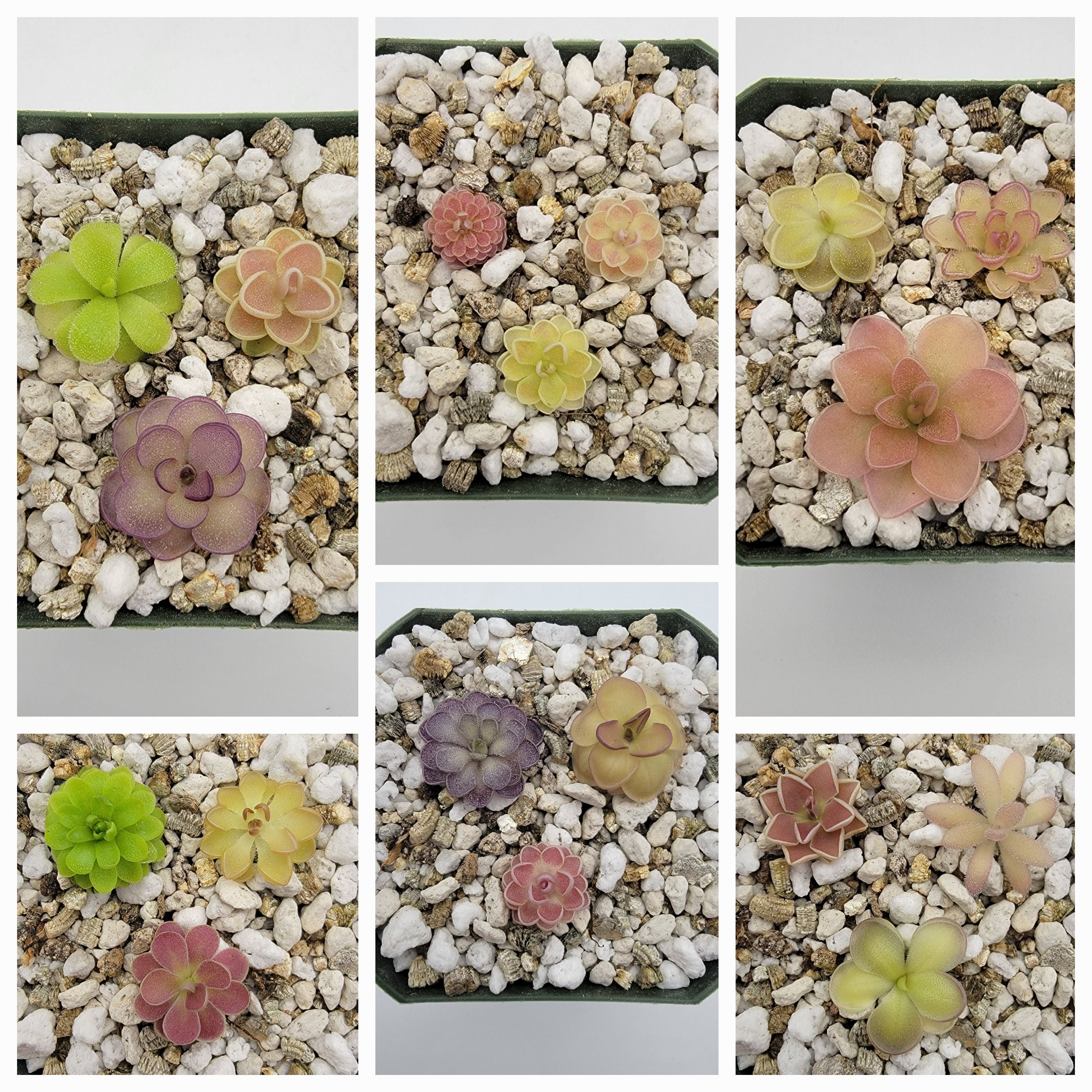 Mystery bundle of 10 SMALL Pinguicula - Rainbow Carnivorous Plants LLC