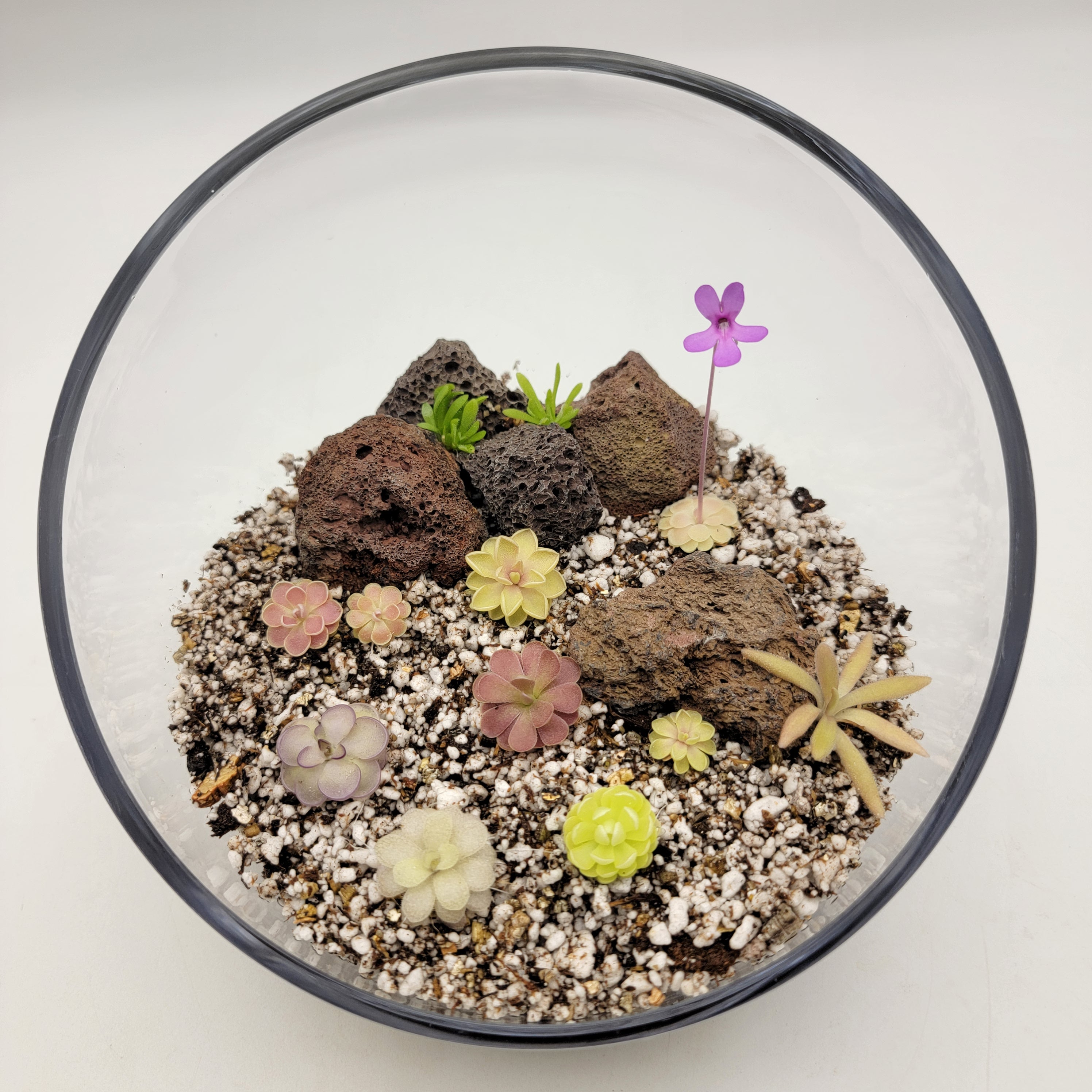 Pingdom Kit -Butterworts -Rainbow Carnivorous Plants LLC