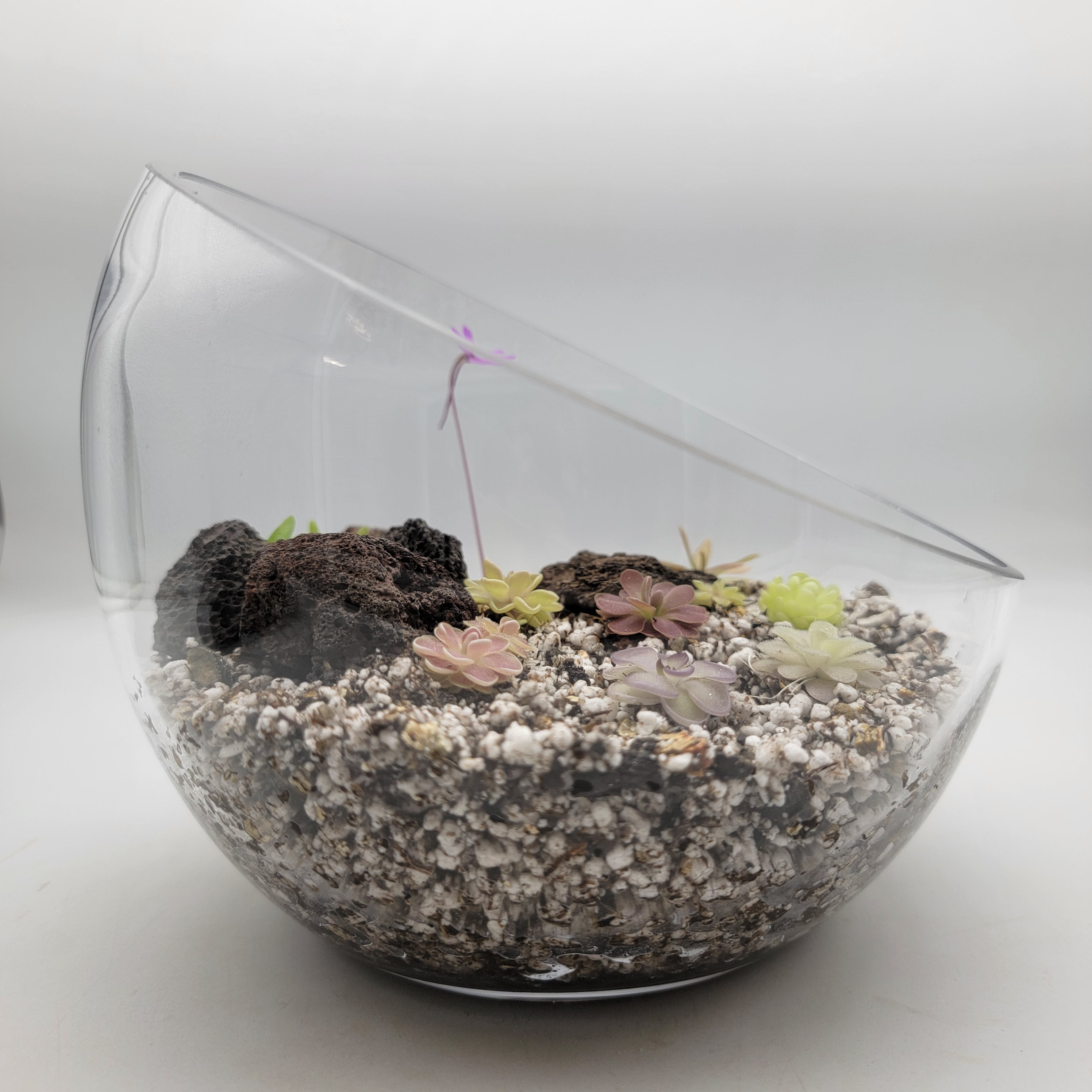 Pingdom Kit -Butterworts -Rainbow Carnivorous Plants LLC