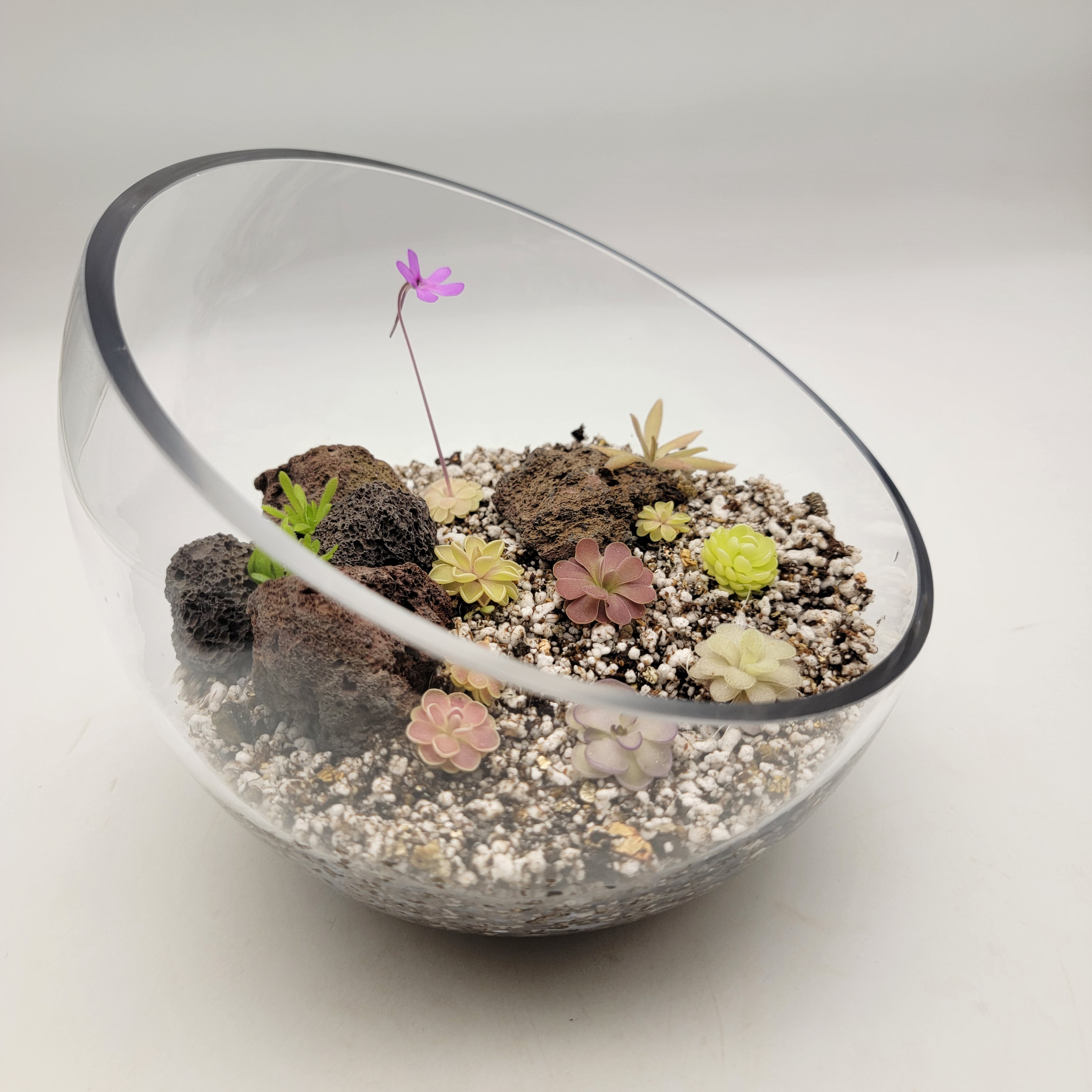 Pingdom Kit -Butterworts -Rainbow Carnivorous Plants LLC