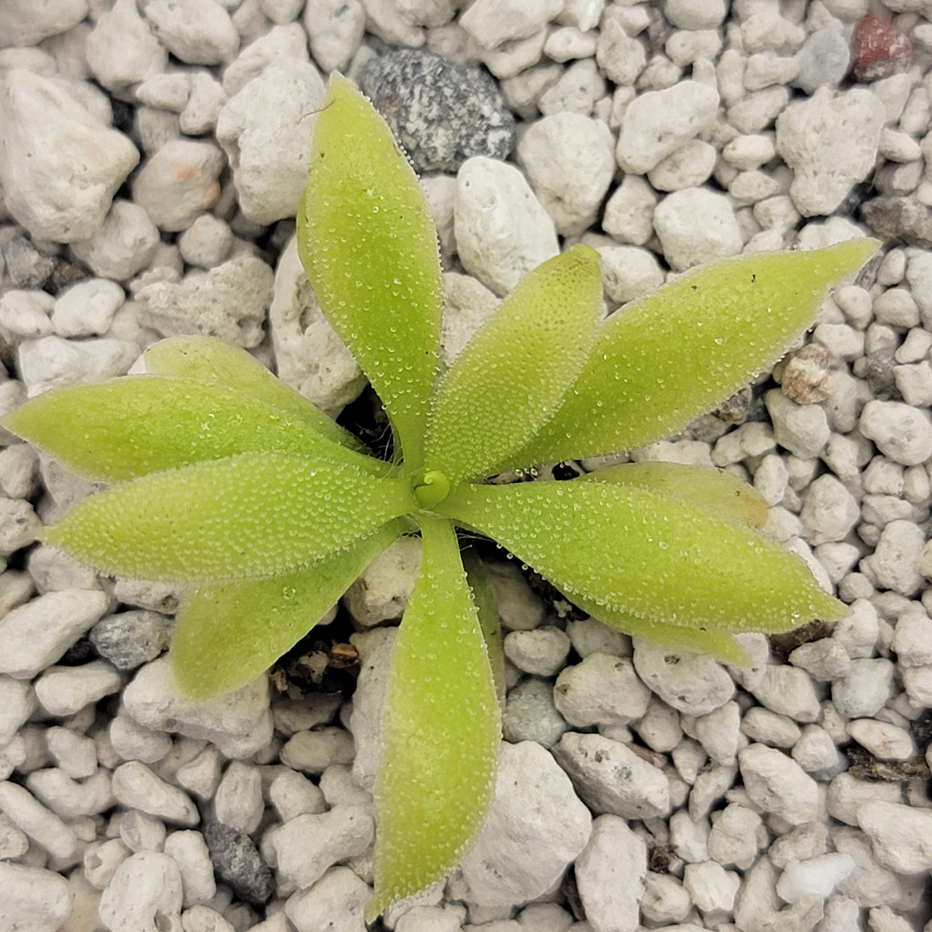 Pinguicula "Alebrije"