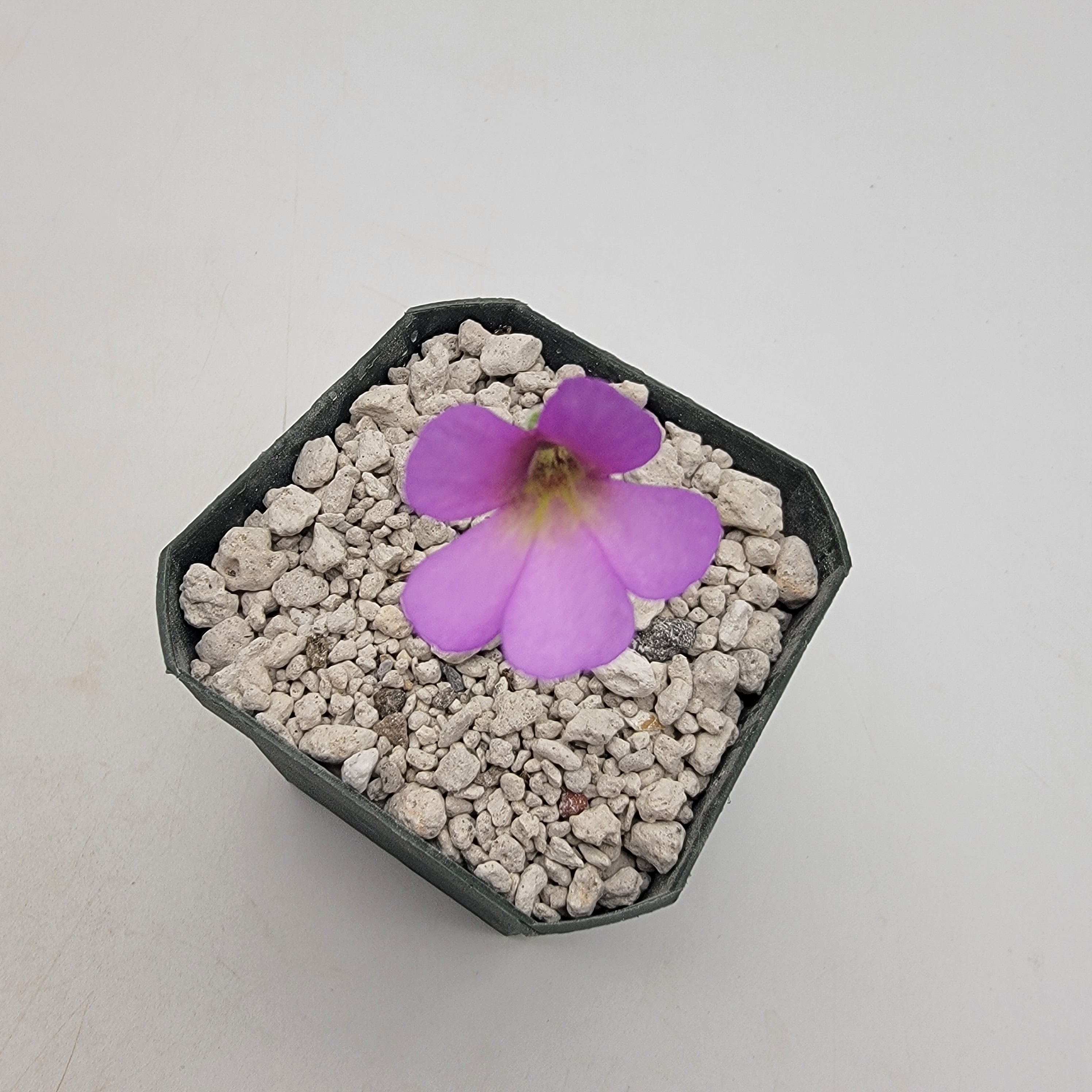 Pinguicula "Alebrije"