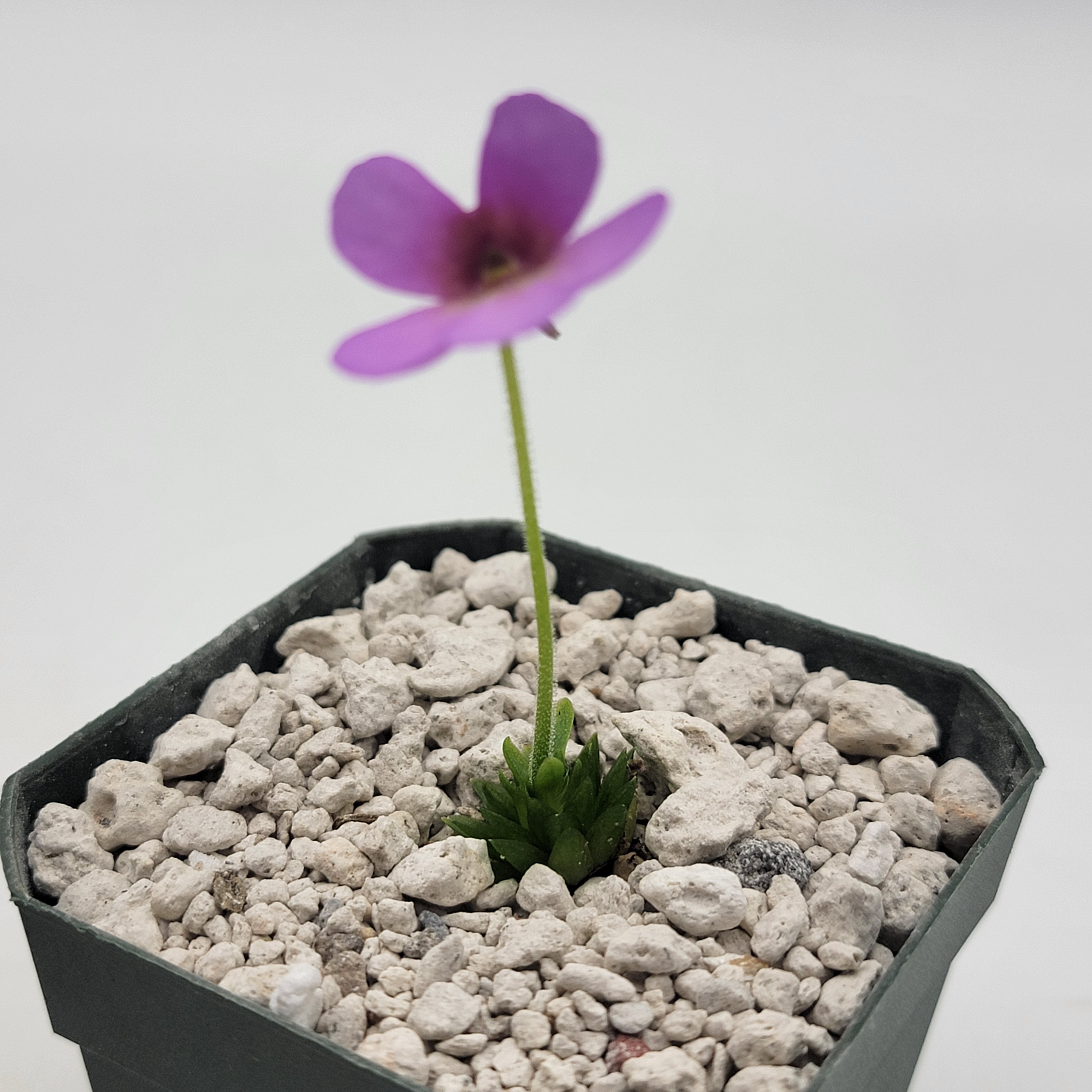 Pinguicula "Alebrije"