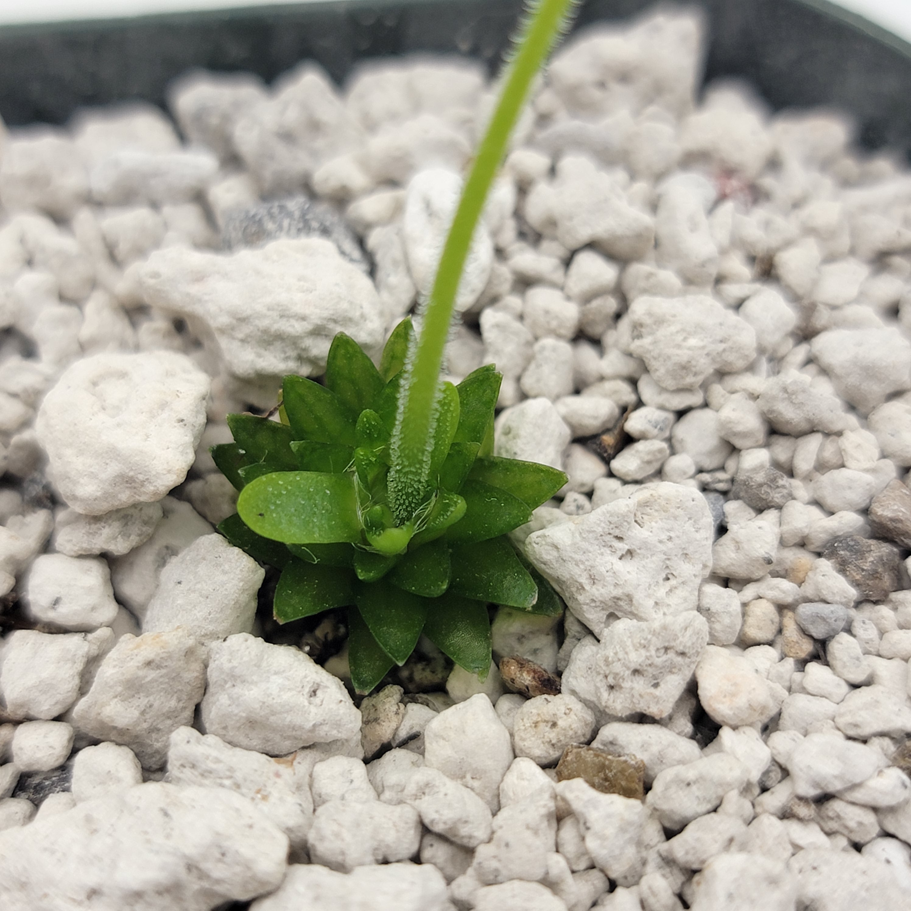 Pinguicula "Alebrije"