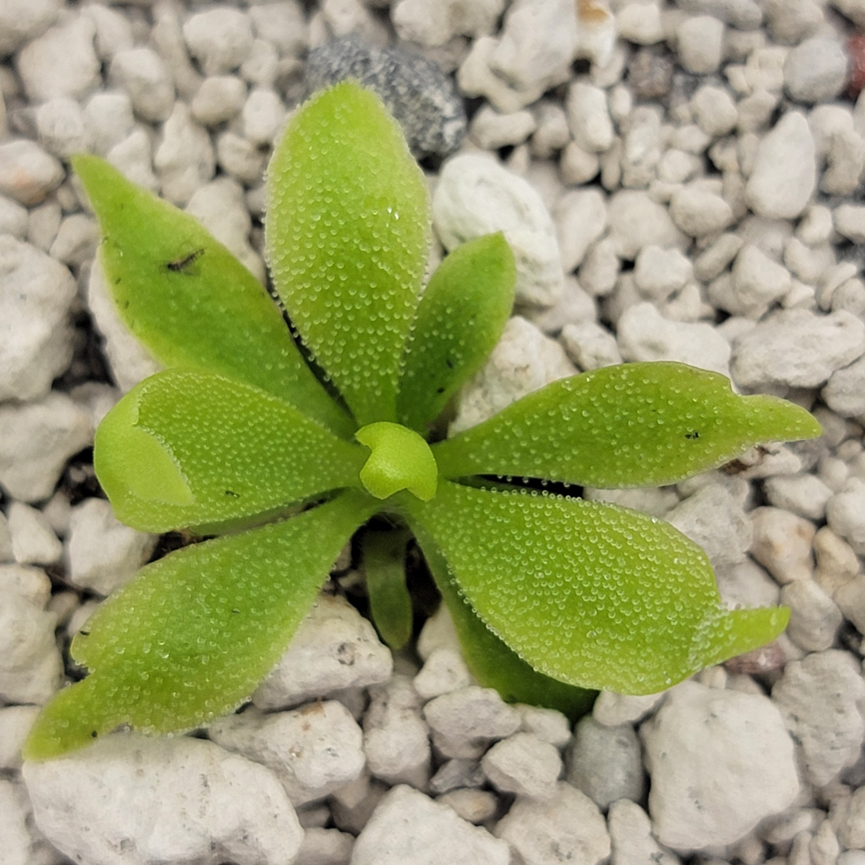 Pinguicula "Alebrije"
