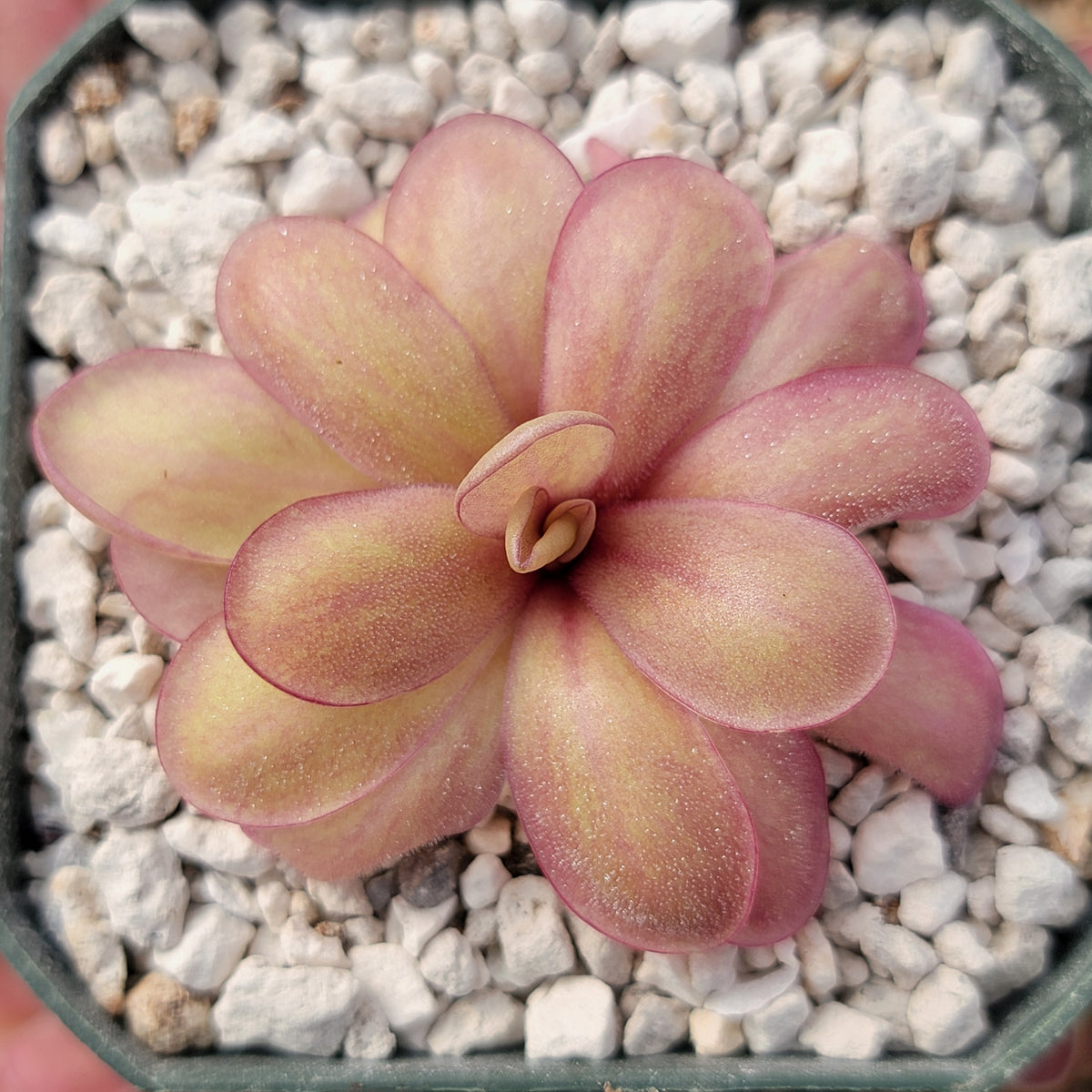 Pinguicula 'Countess De Ville II'