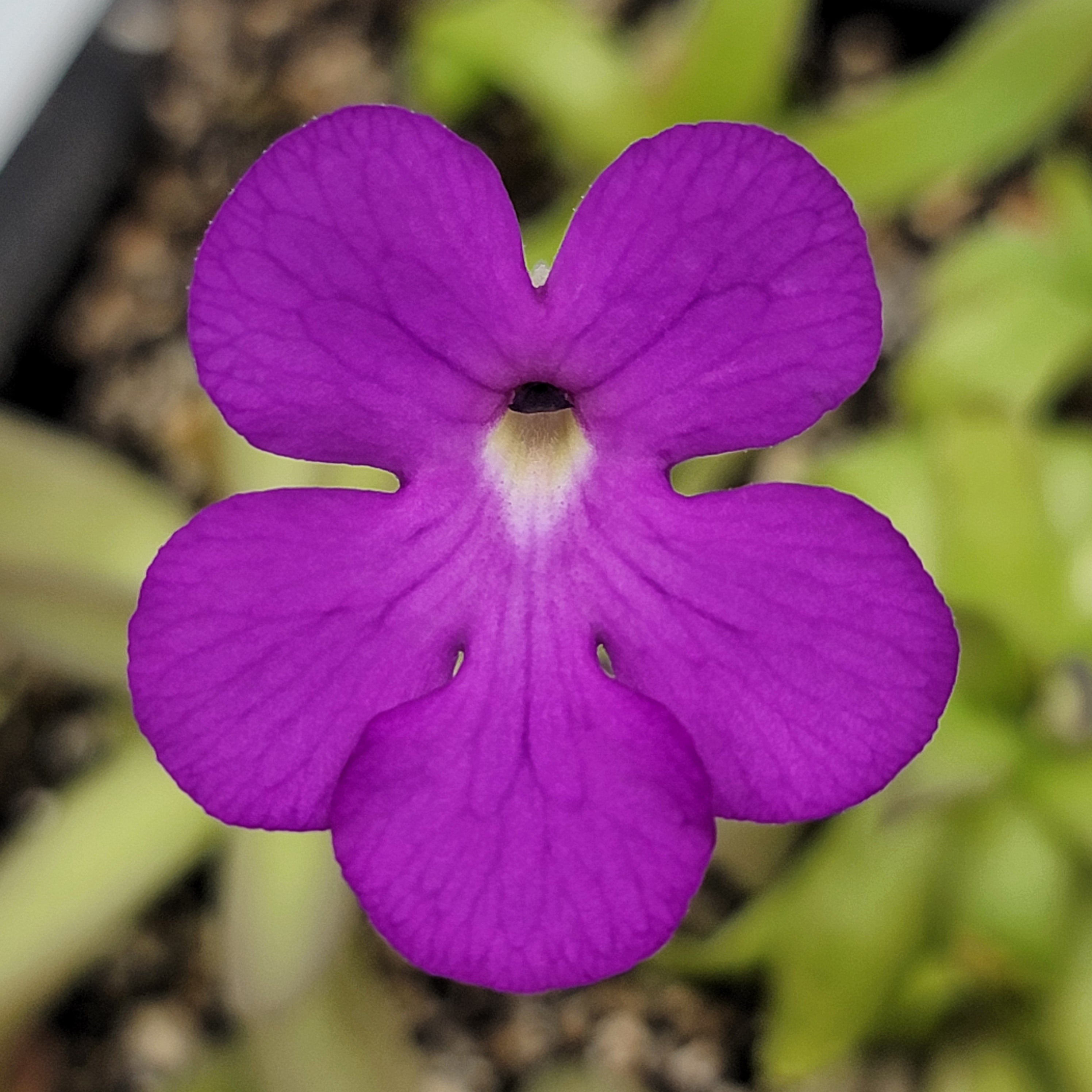 Pinguicula "Desiree" -Butterworts -Rainbow Carnivorous Plants LLC