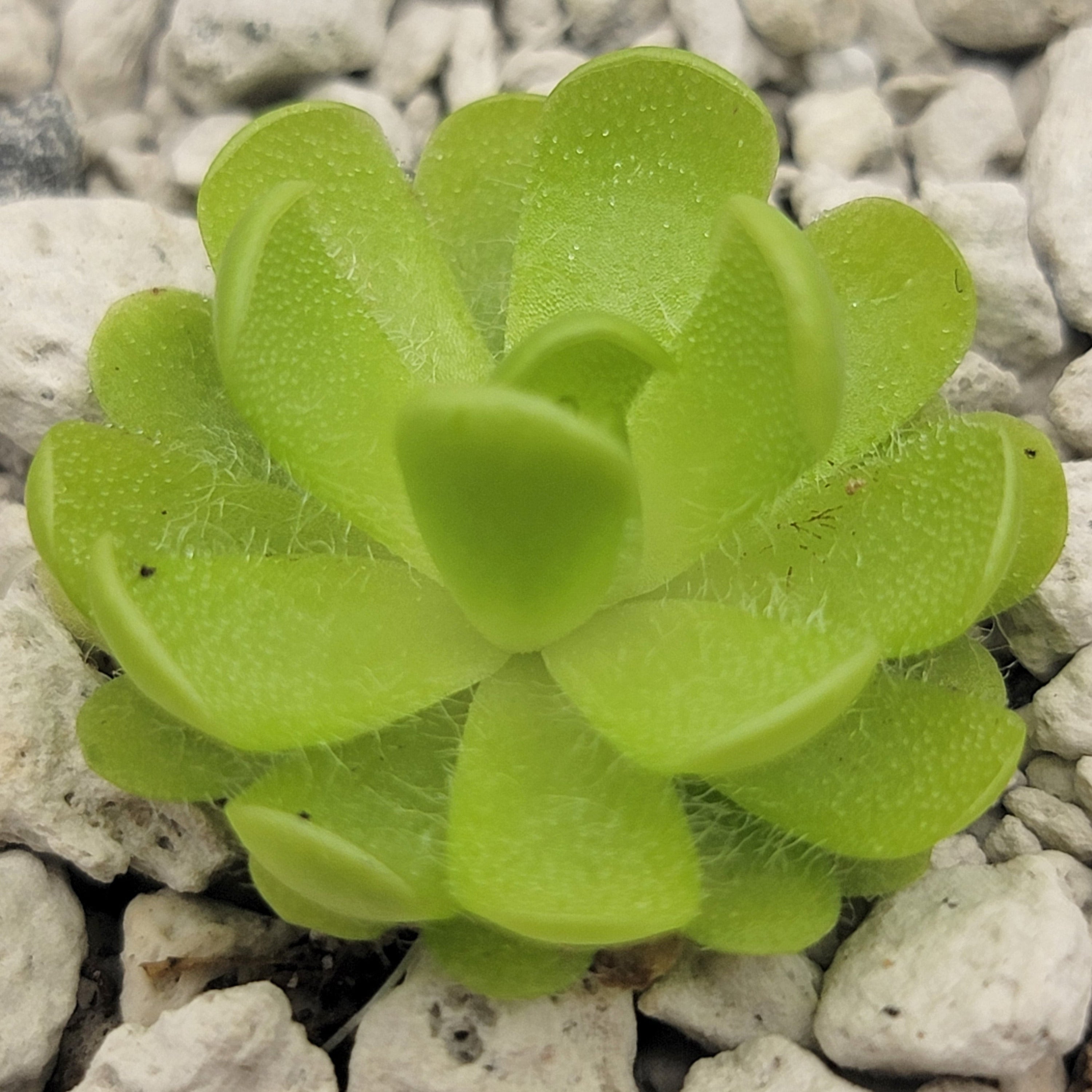 Pinguicula gracilis {Cerro de las Mitras}